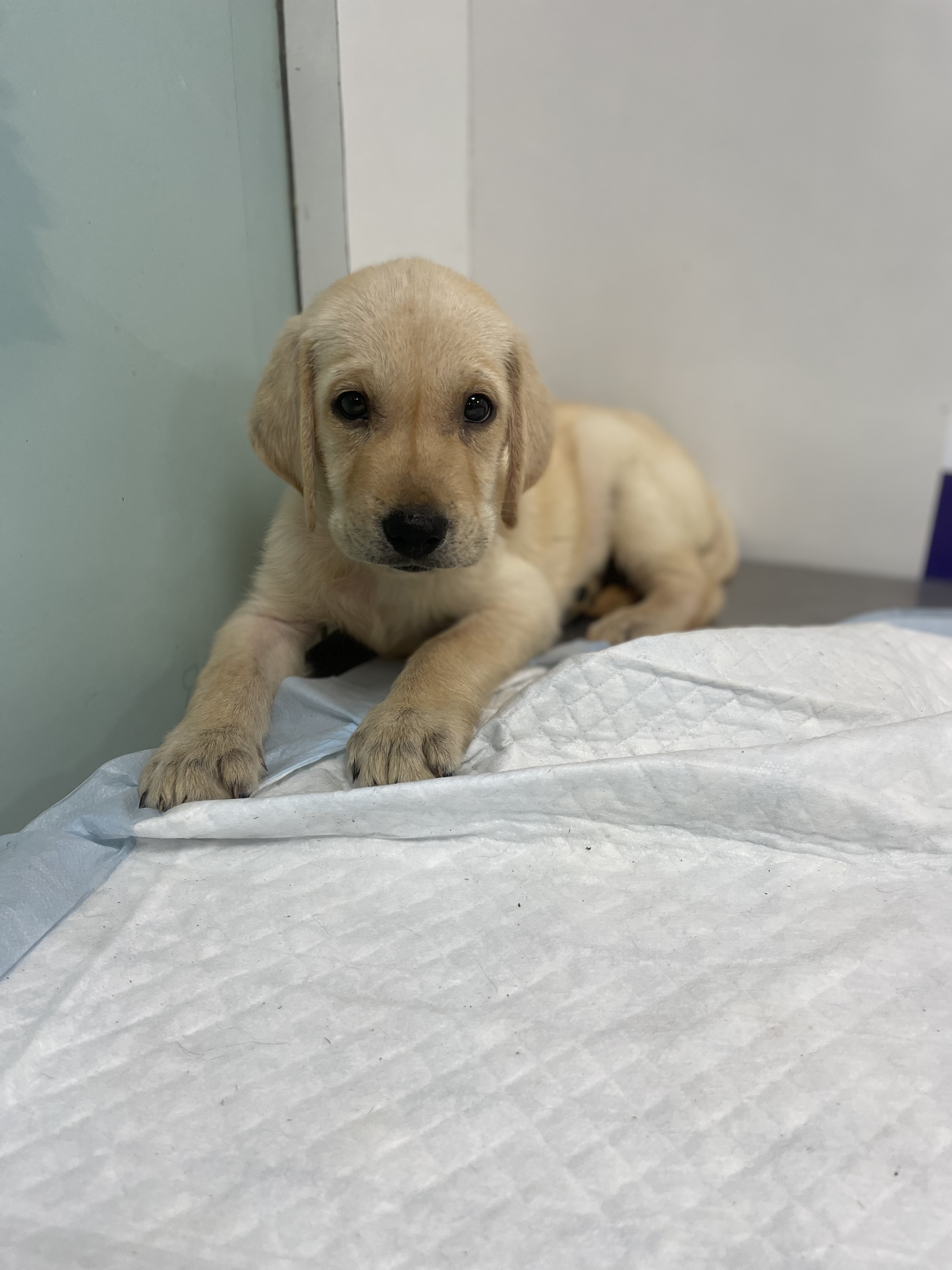 Labrador Puppy