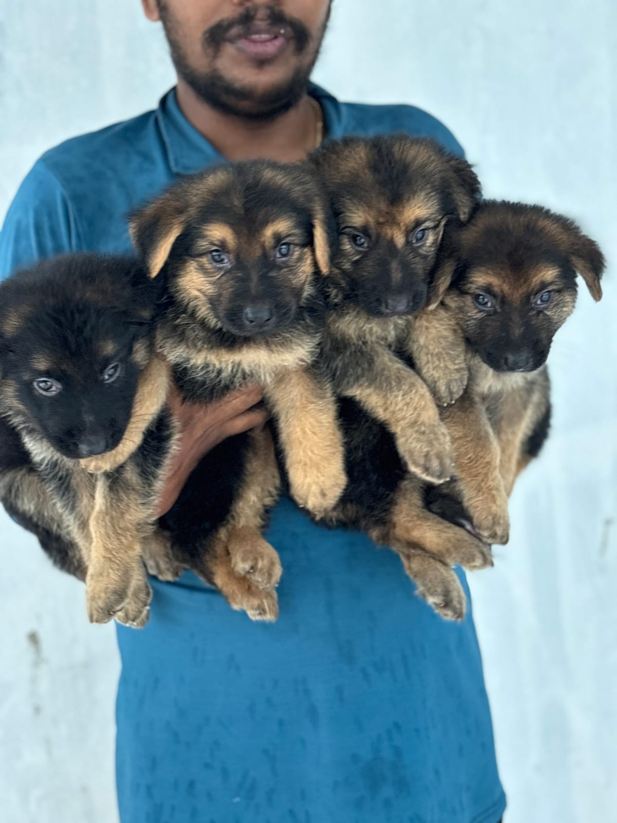 German shepherd