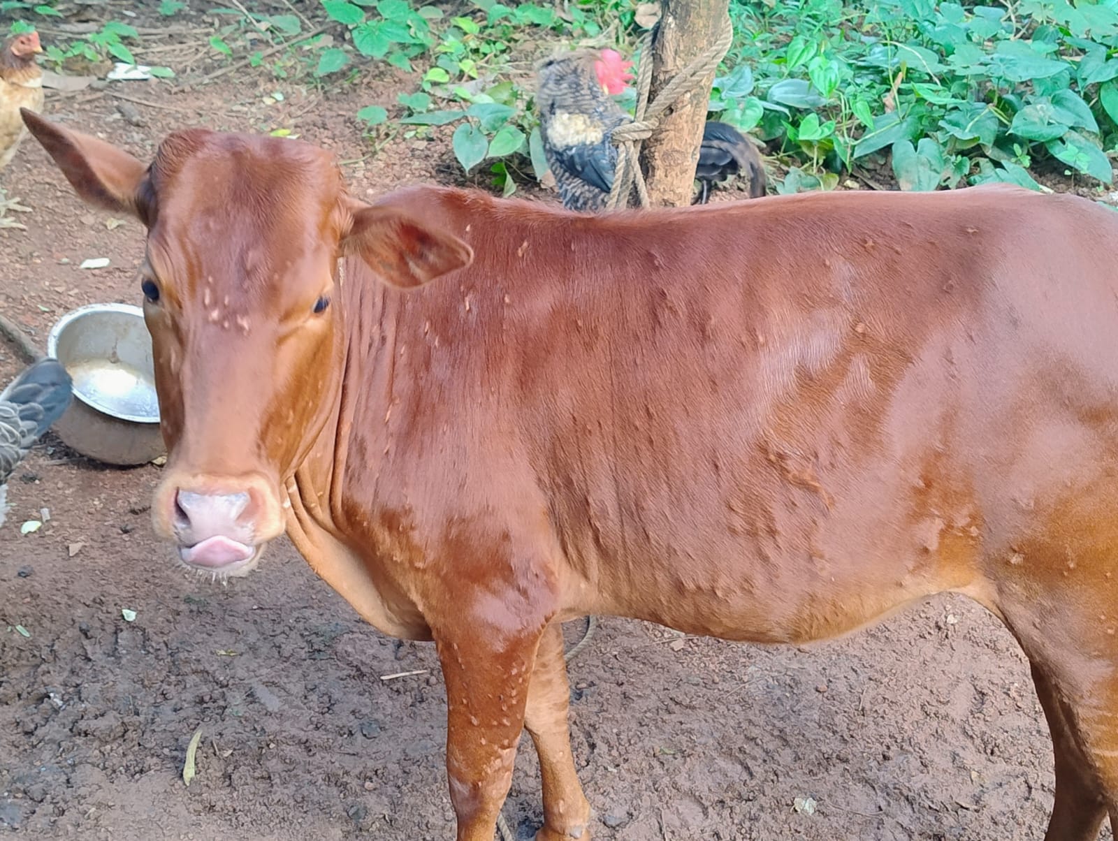 Cow
