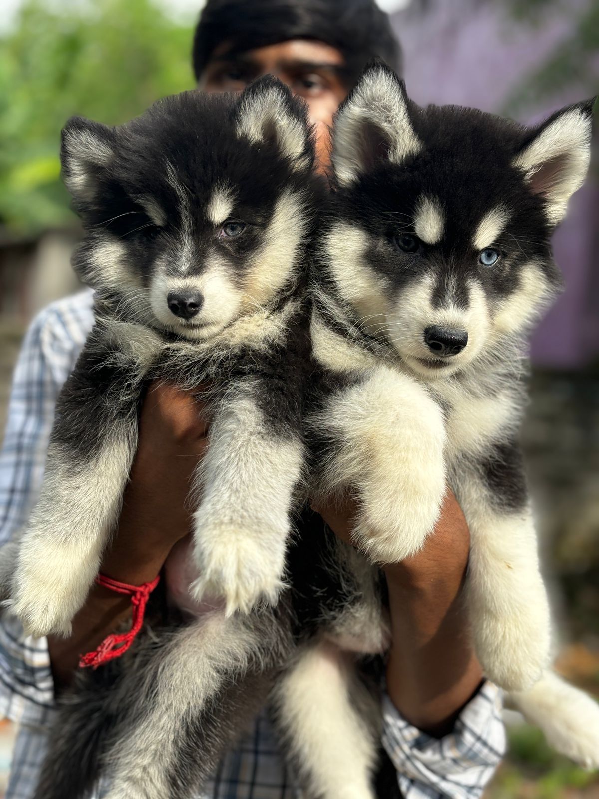 Husky