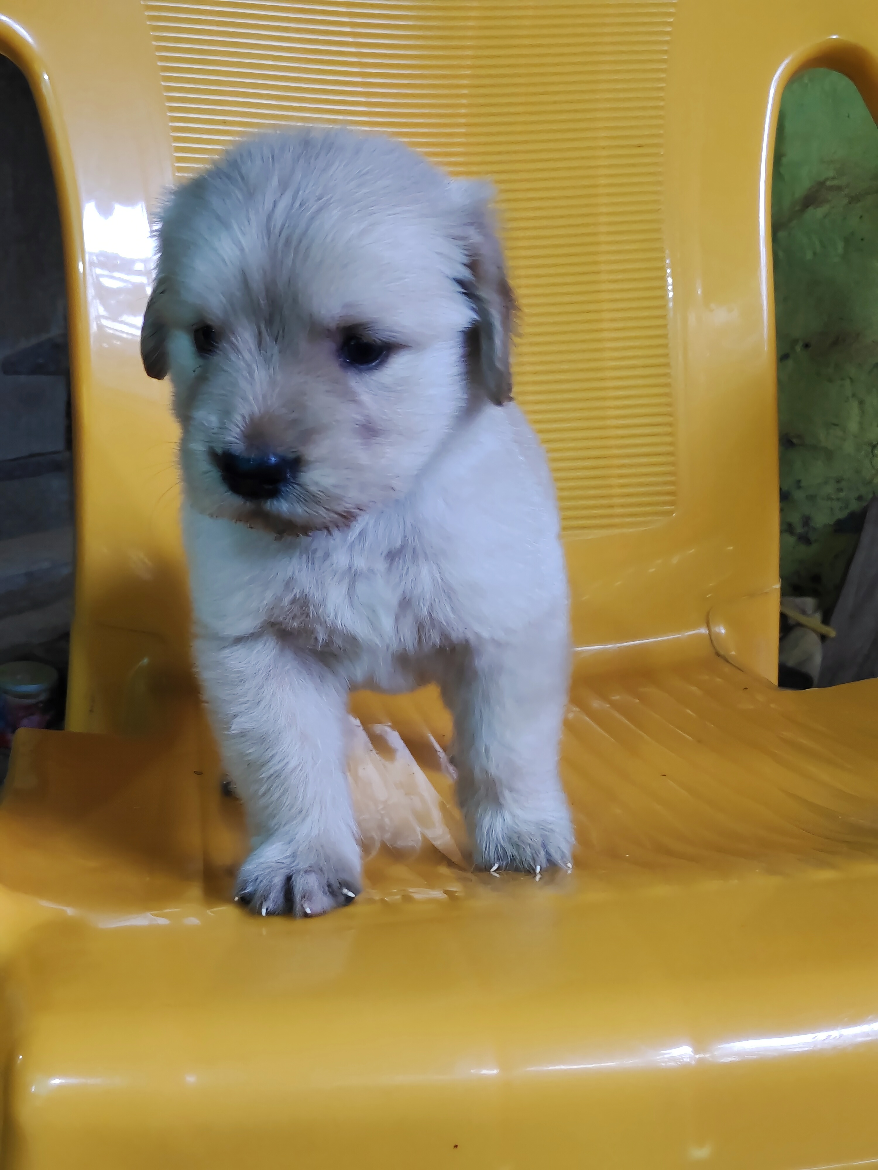 Golden retriever