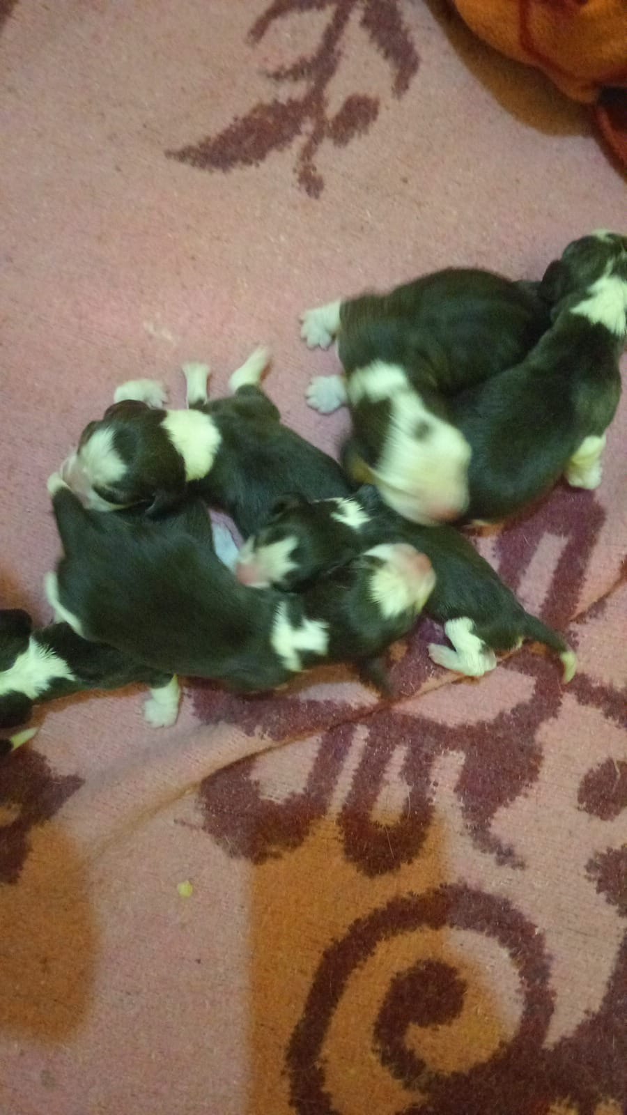 Dog sale