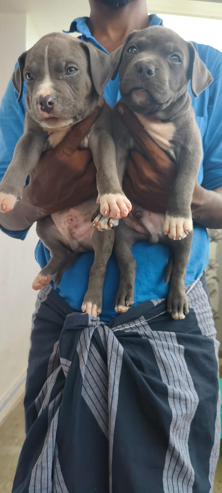 American Bully