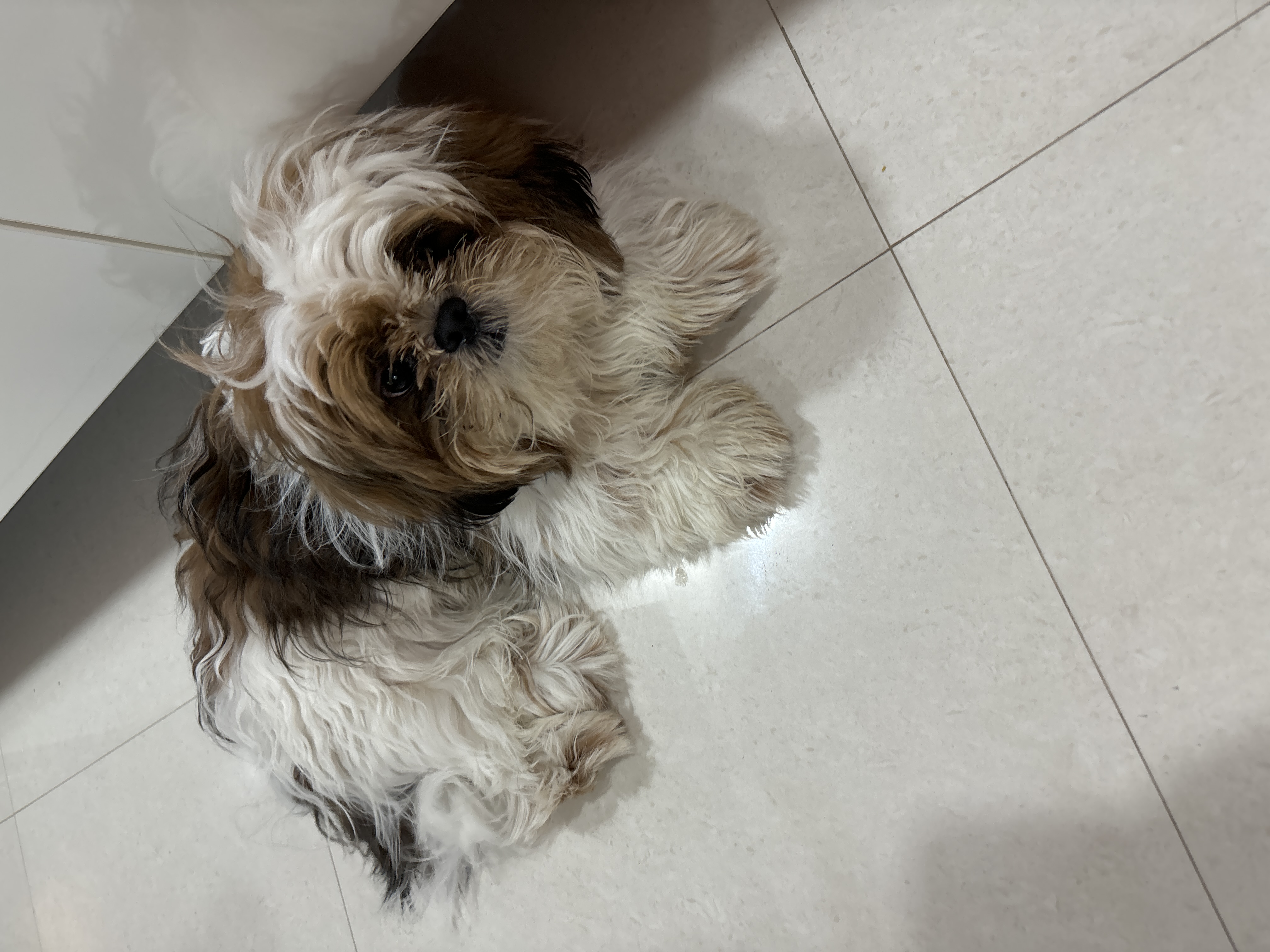 Shizu 8 months old