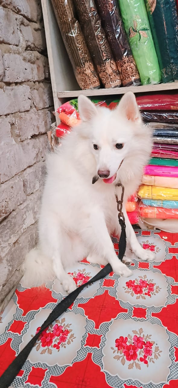 Pavilion dog