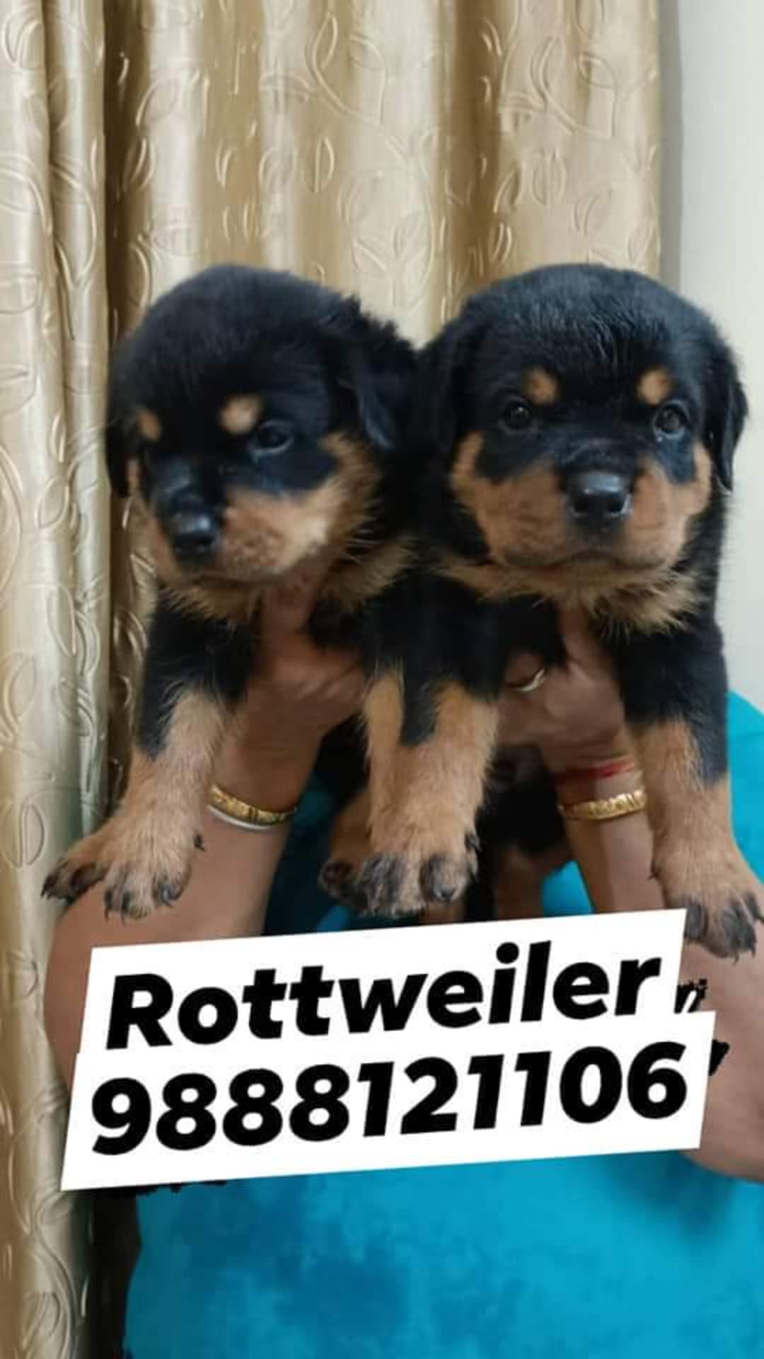 Rottweiler puppy buy near me call 9888121106 kangra dharmshala jawalaji hamirpur gagrate manali shimla mandi