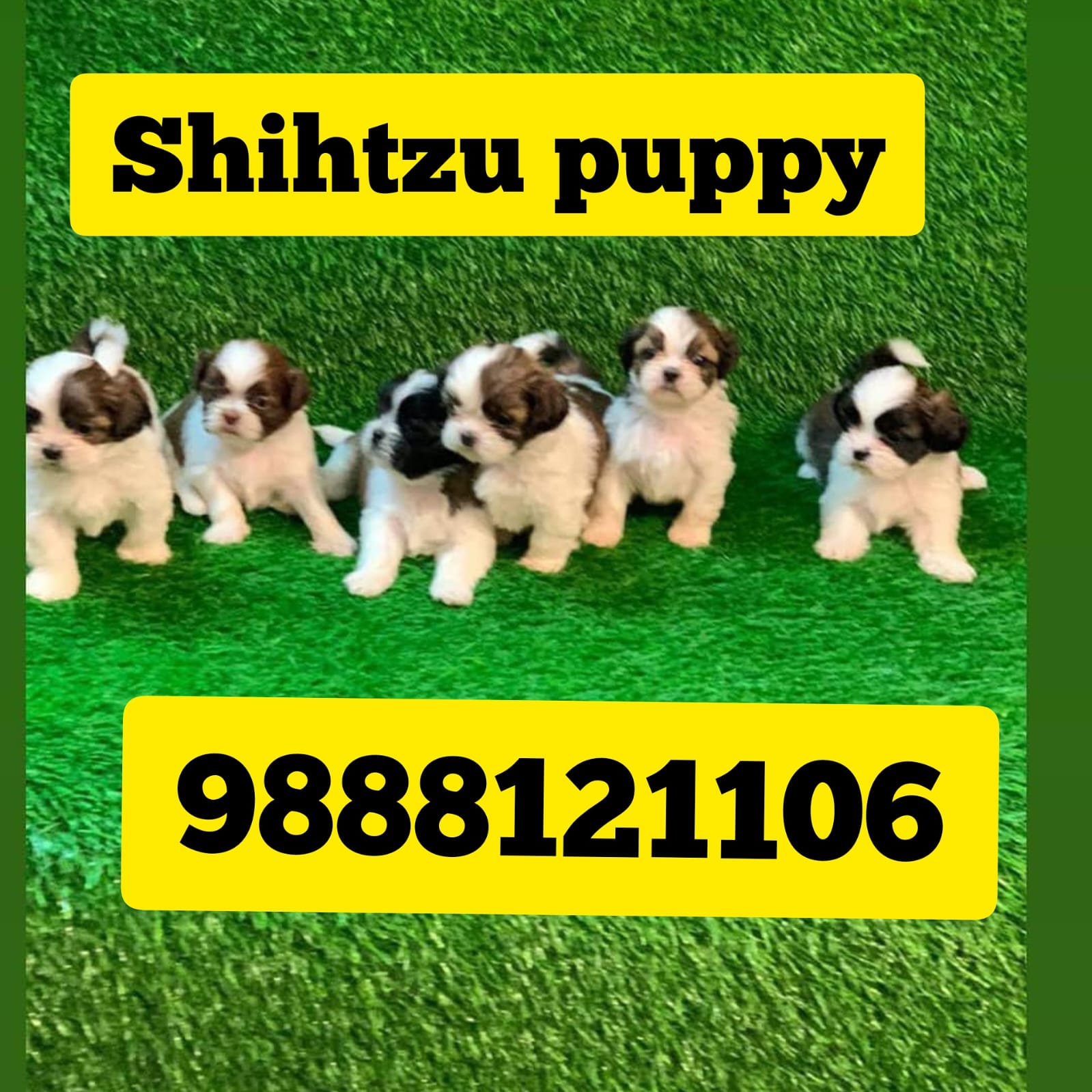 Shihtzu puppy buy near me call 9888121106 jalandhar nakodar kapurthala kartarpur adampur phagwara goraya mehtpur ludhiana dasua mukerian tanda