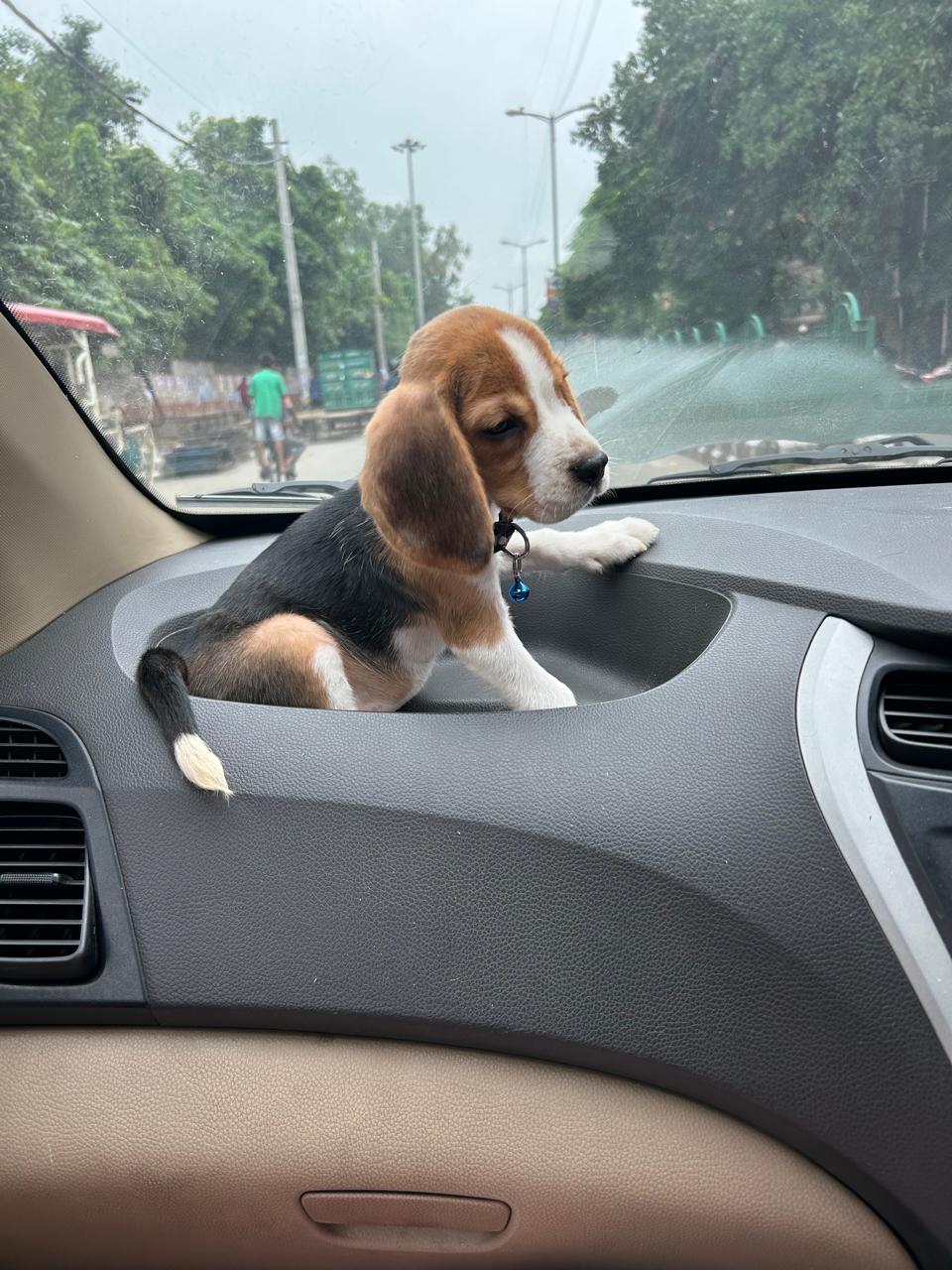 Beagle