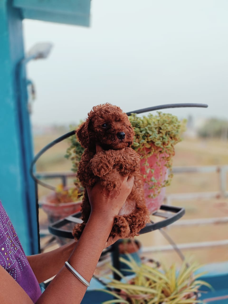 Toy poodle puppies available in Chennai