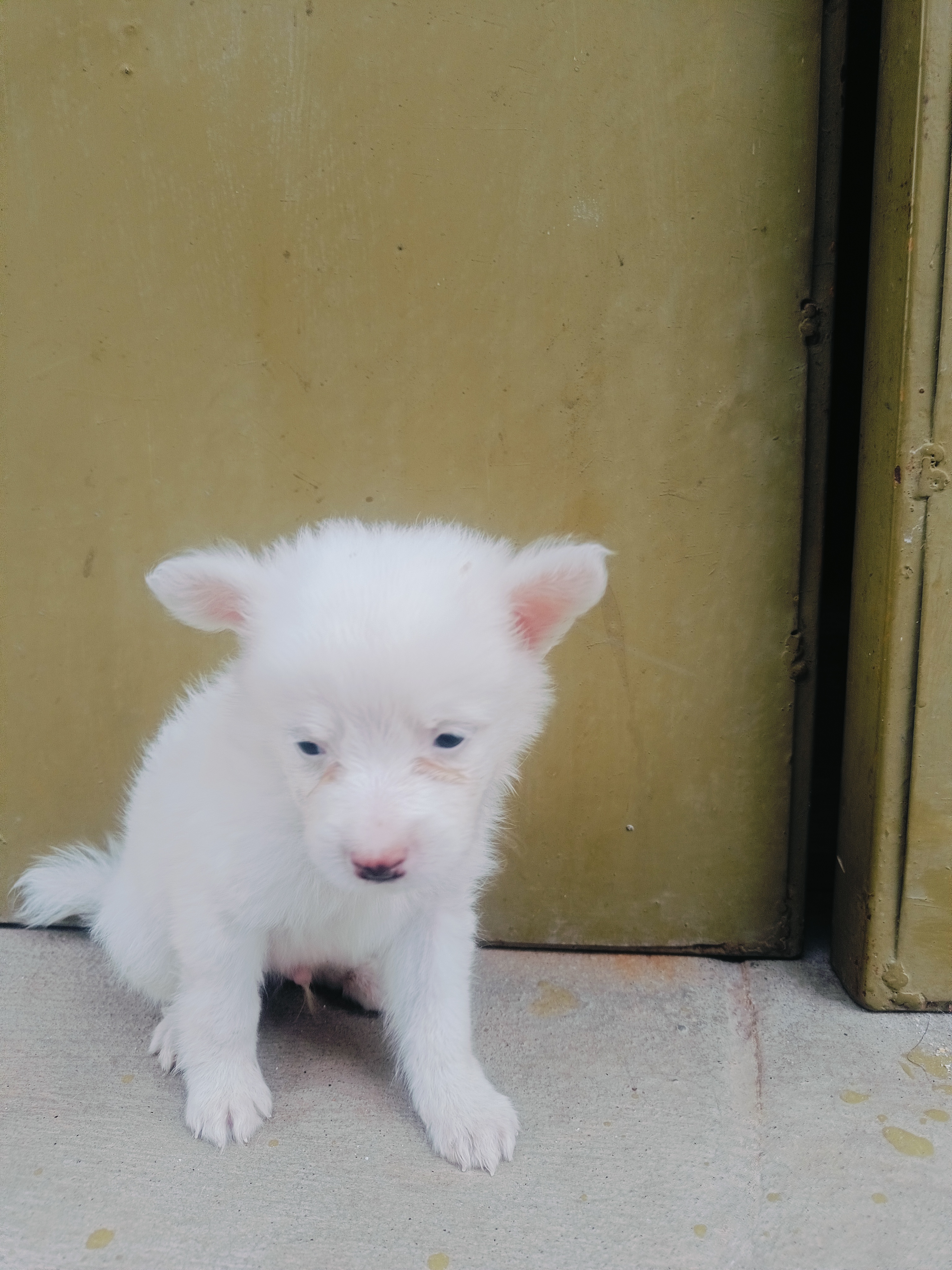 Pomeranian puppies
