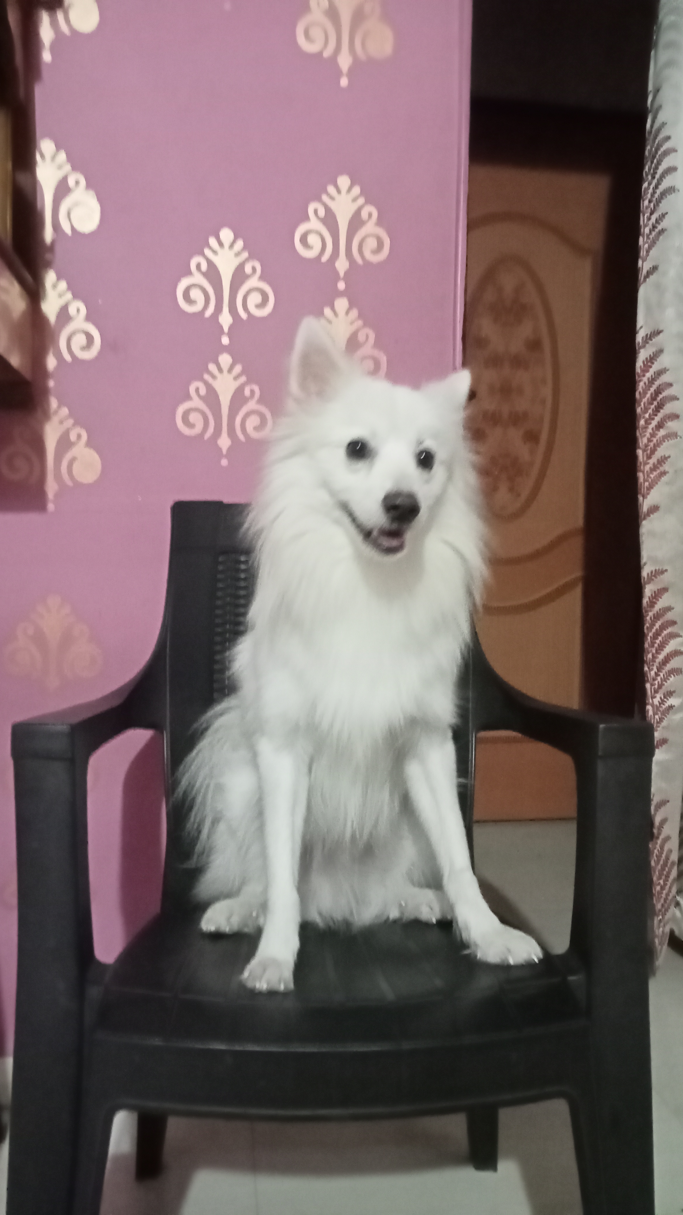 Indian splitz breed