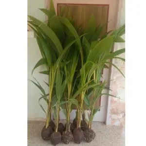 samridi coconut seed