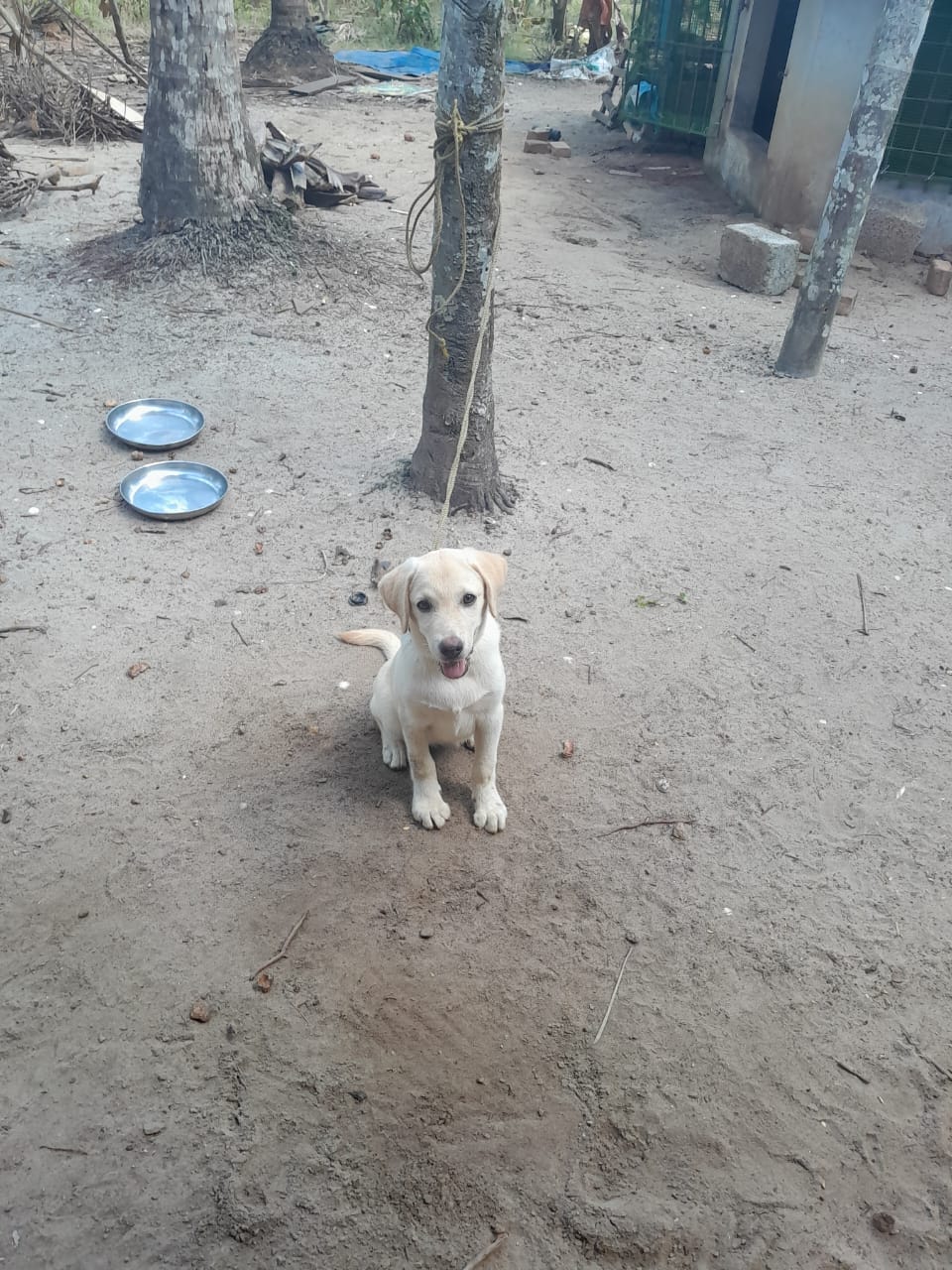 Dog for sale