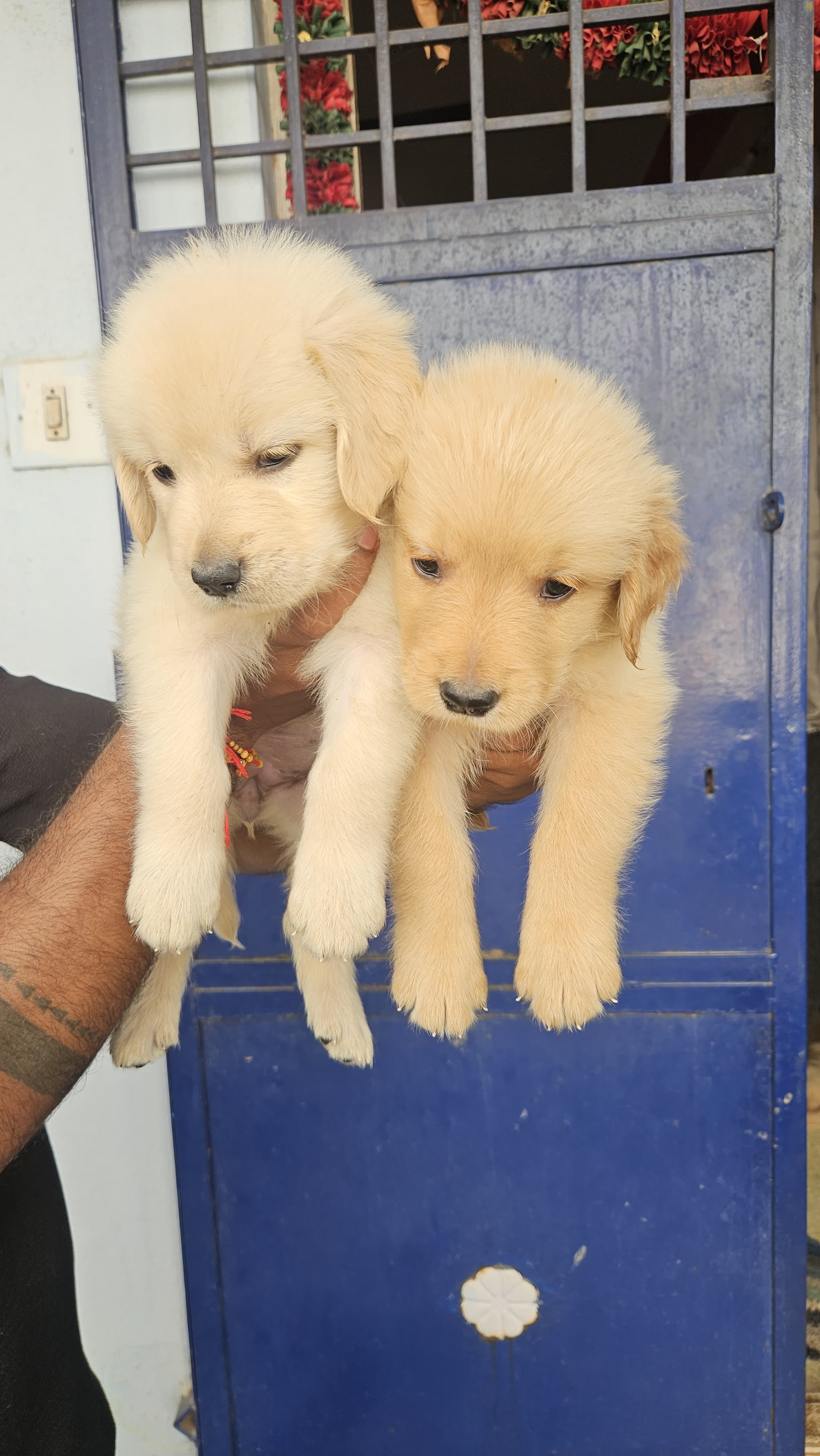 Golden retriever