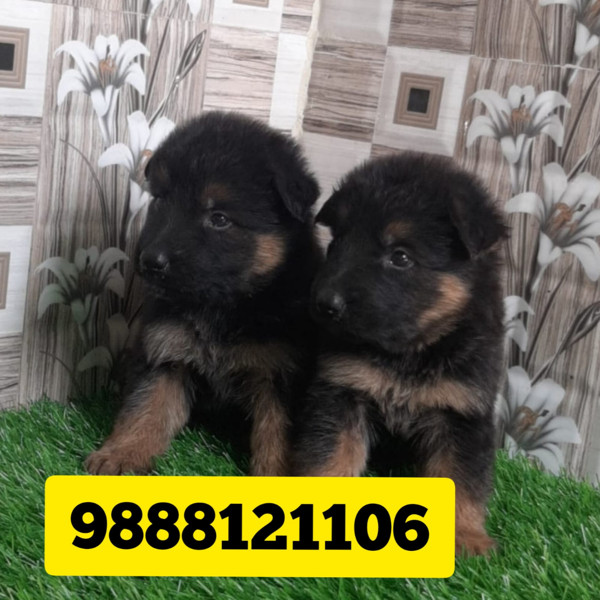 German shepherd puppy near me call 9888121106 pet shop in jalandhar pet shop Near me