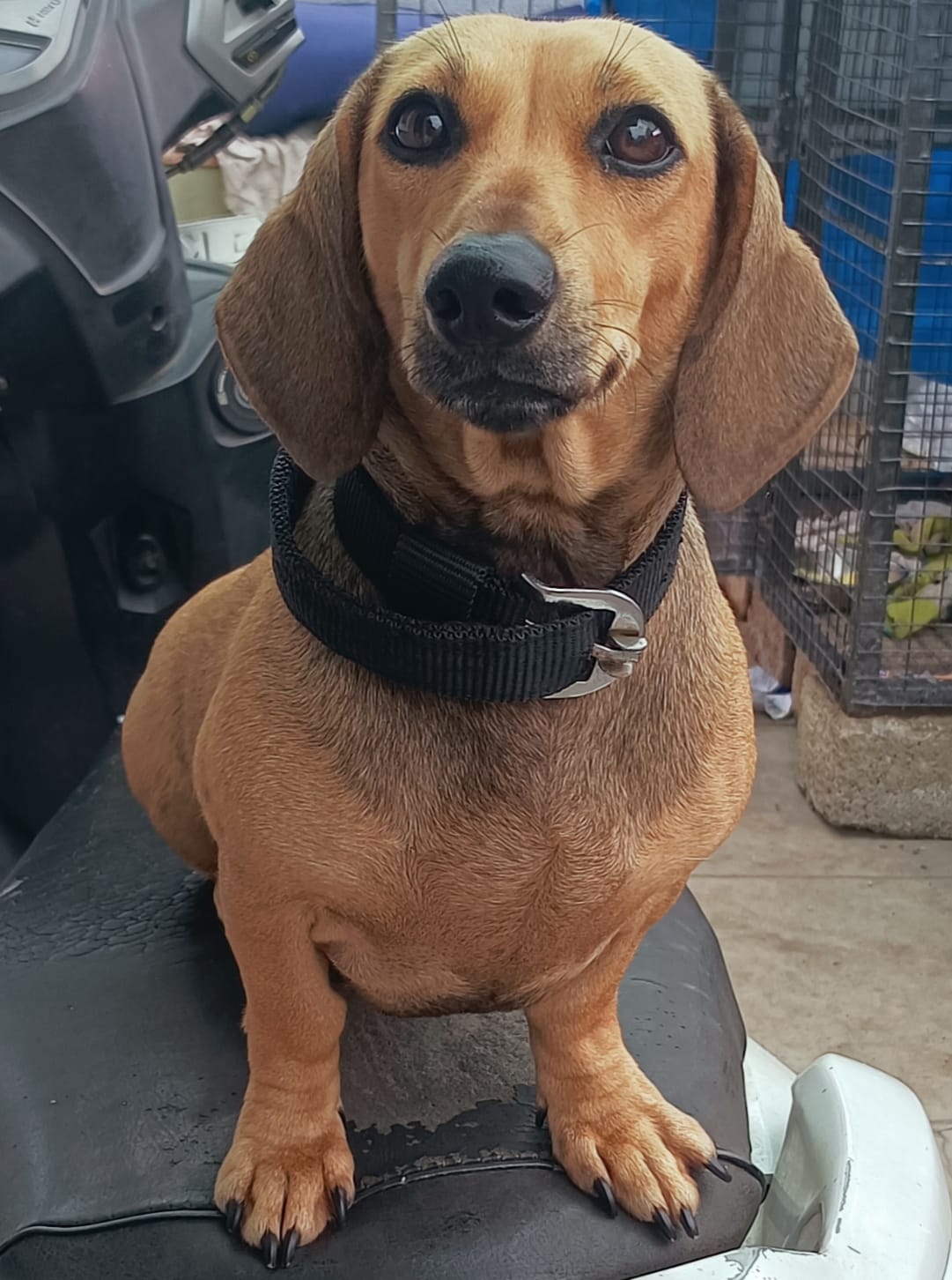 Dachshund dog