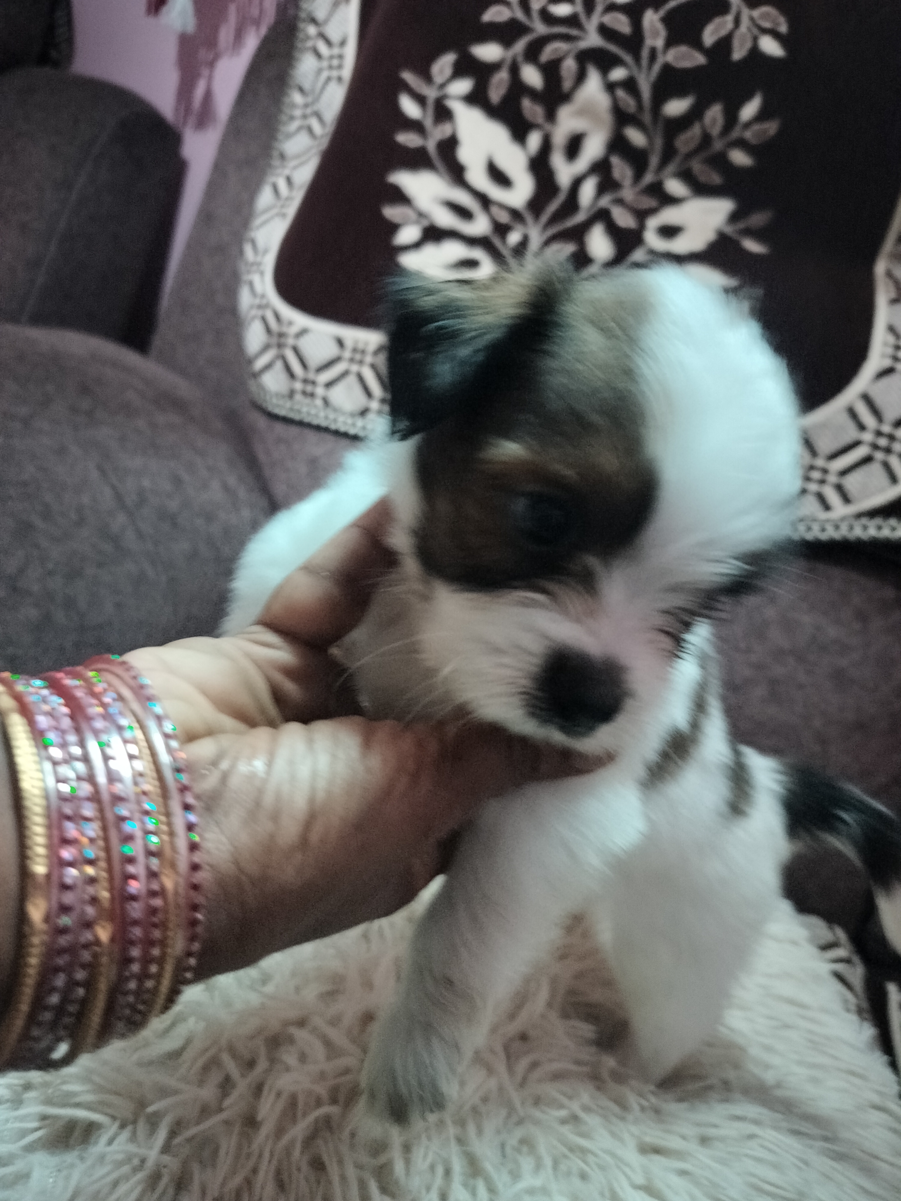 Sheiju dog