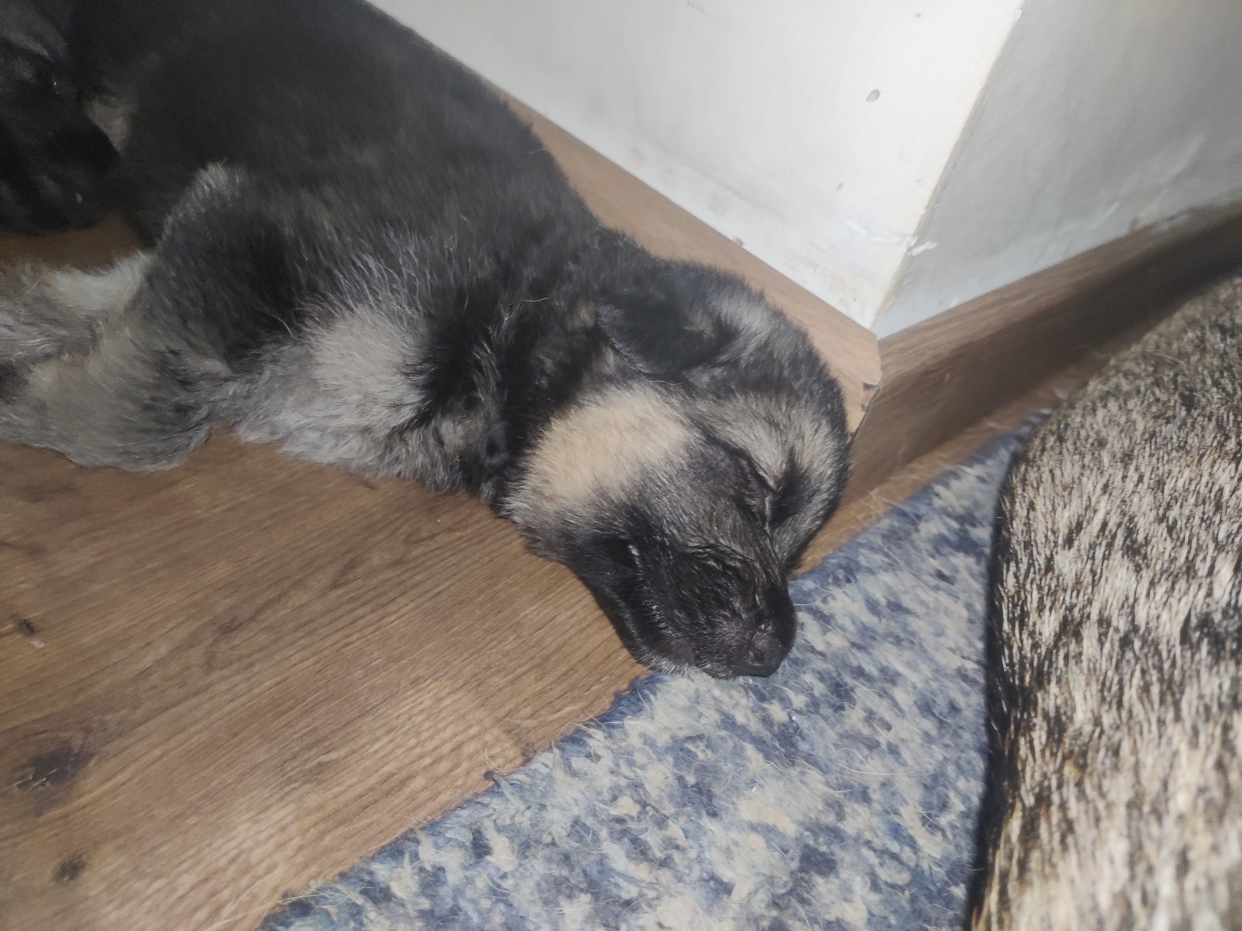 German shepherd
