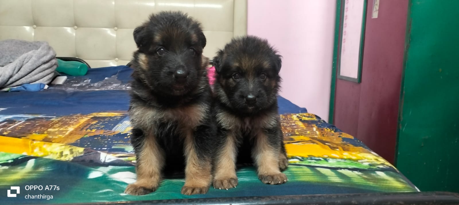 German shepherd