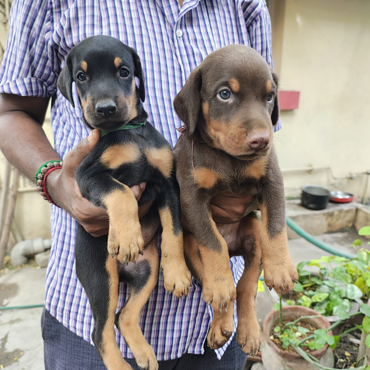 Doberman