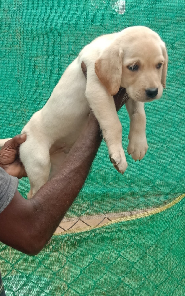 Lab