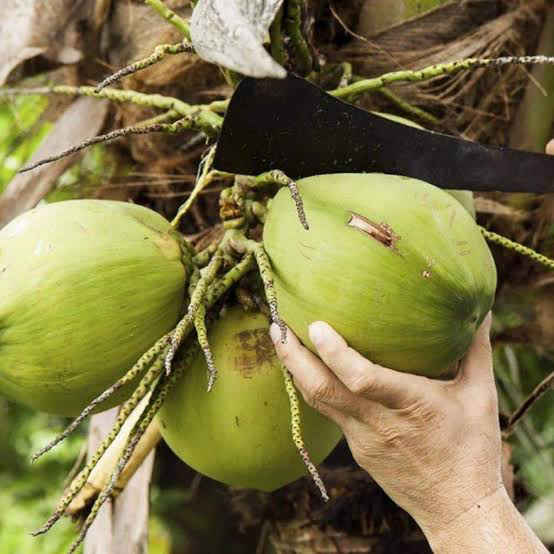 Vietnam coconut tree
