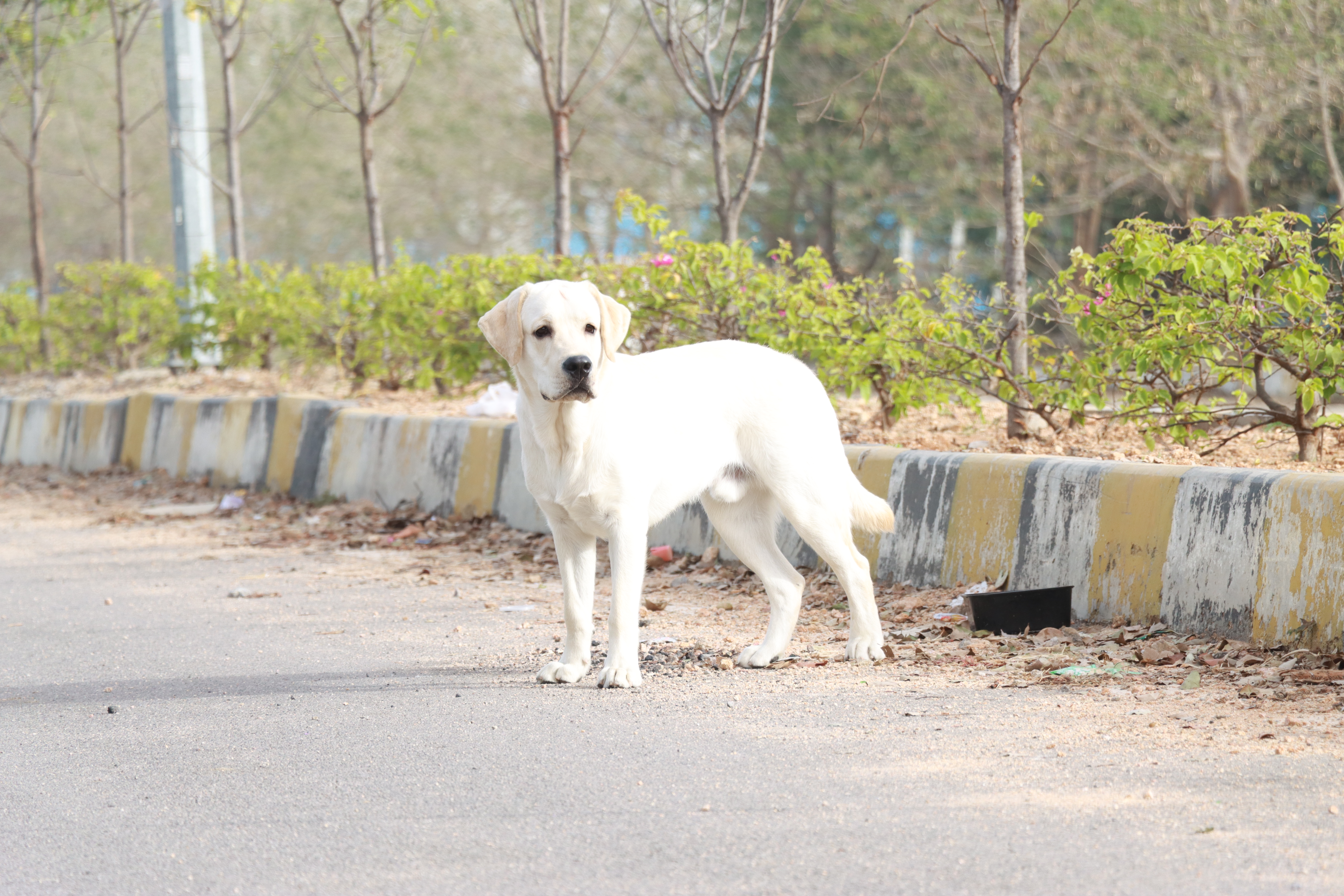 Labrador