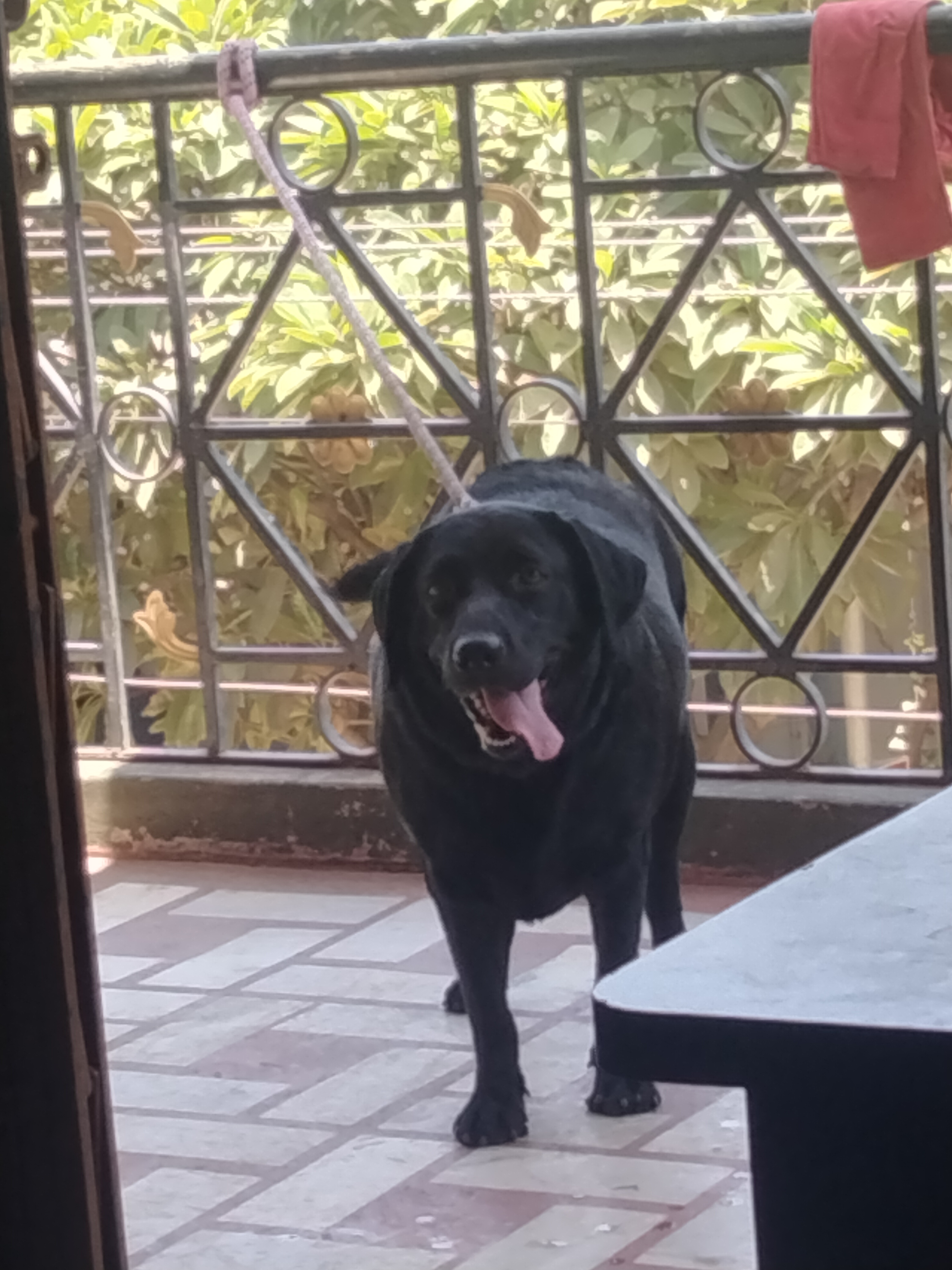 Female Lab for sale