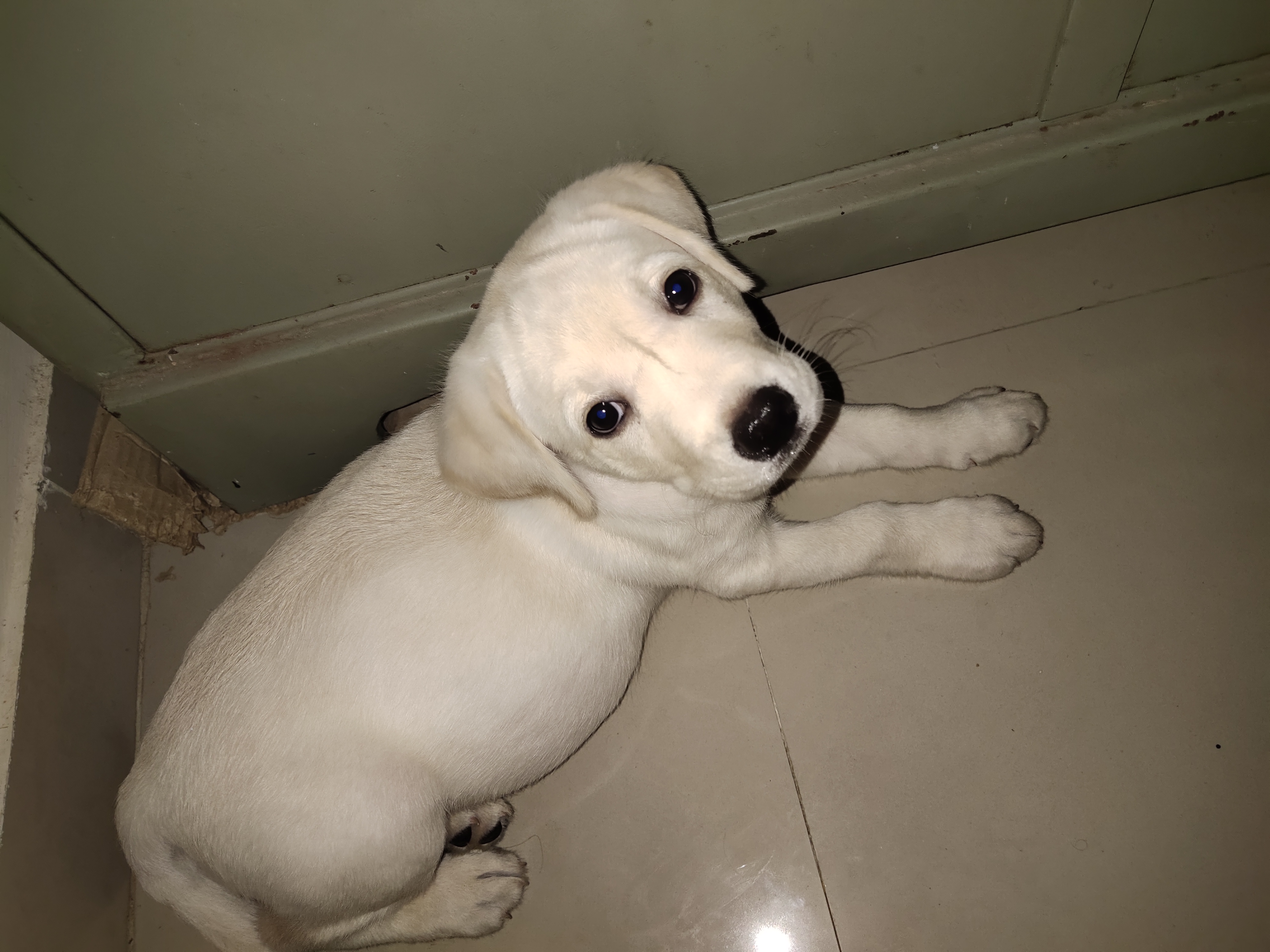 Labrador