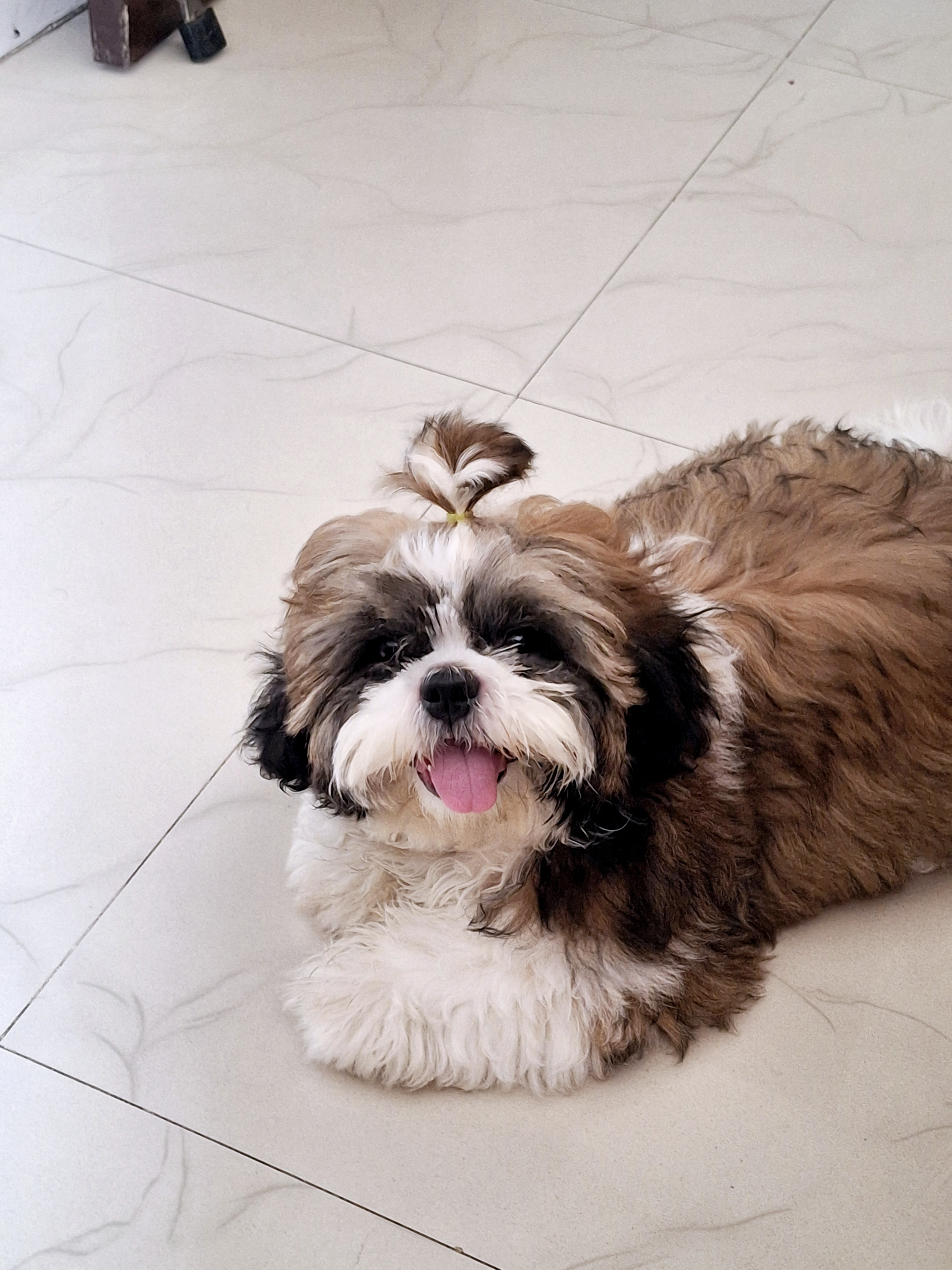 Dog Sell