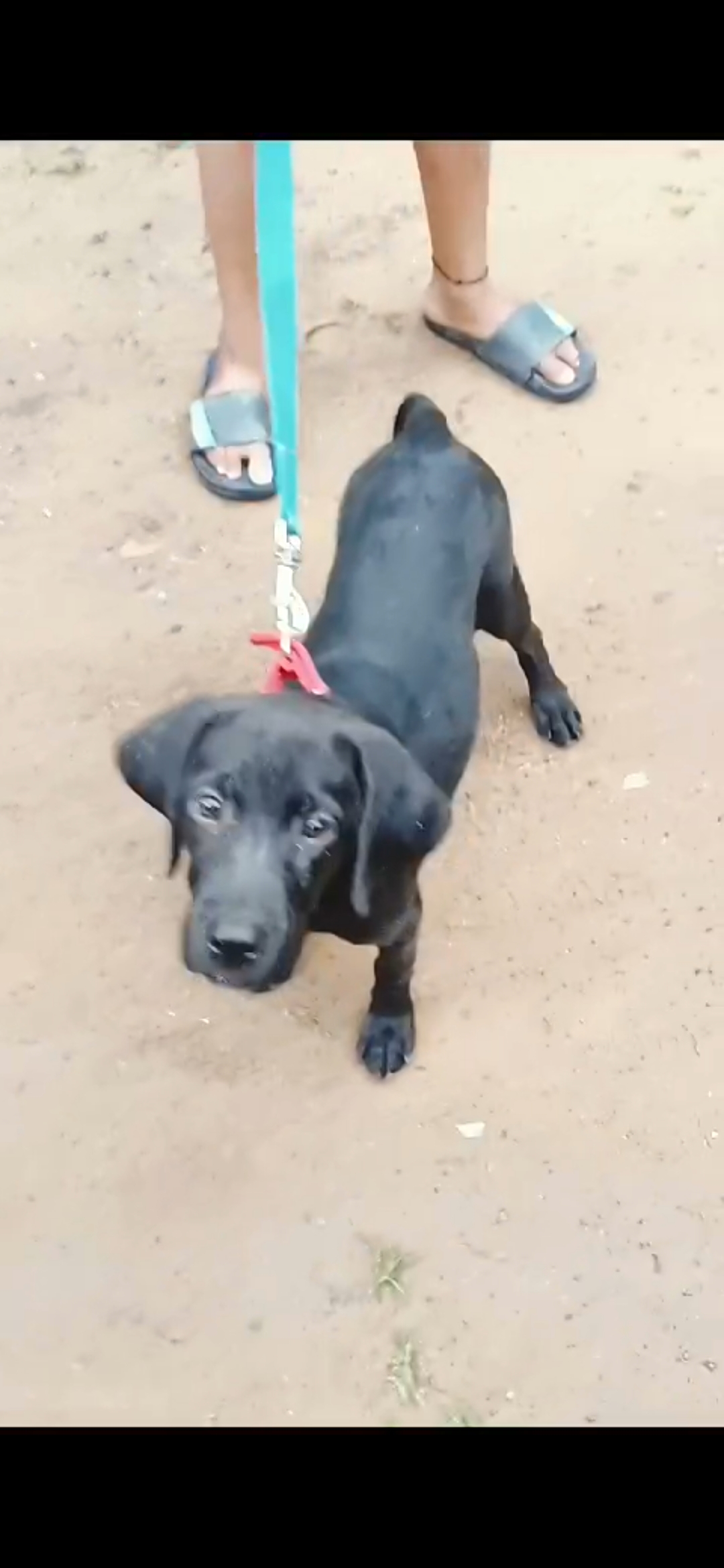 Sale labrador