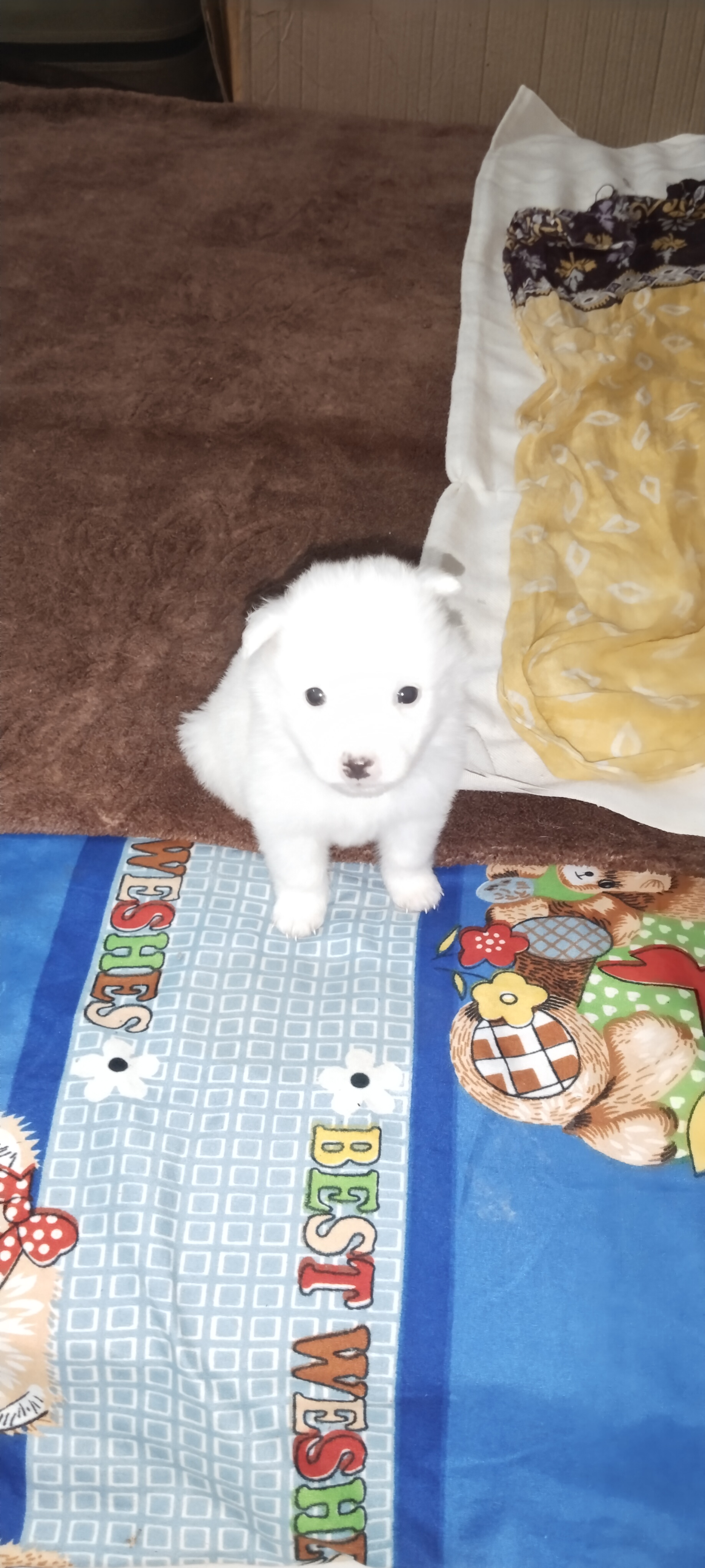 Pomeranian