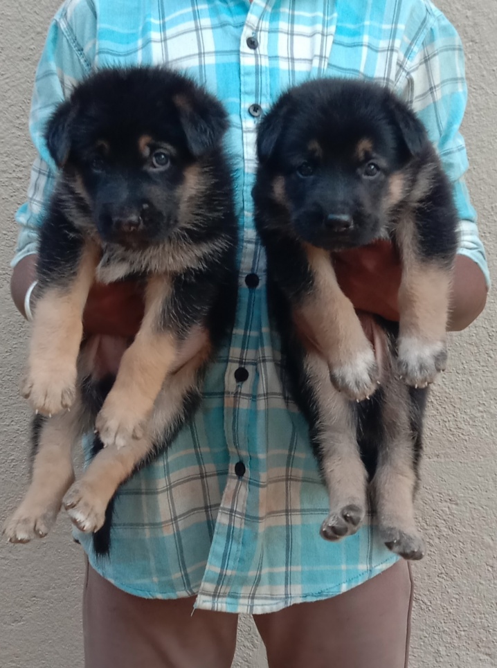 German shepherd