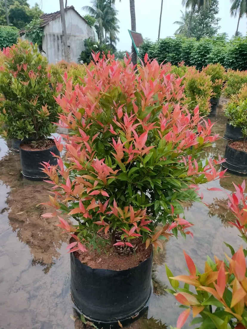Eugenia plant
