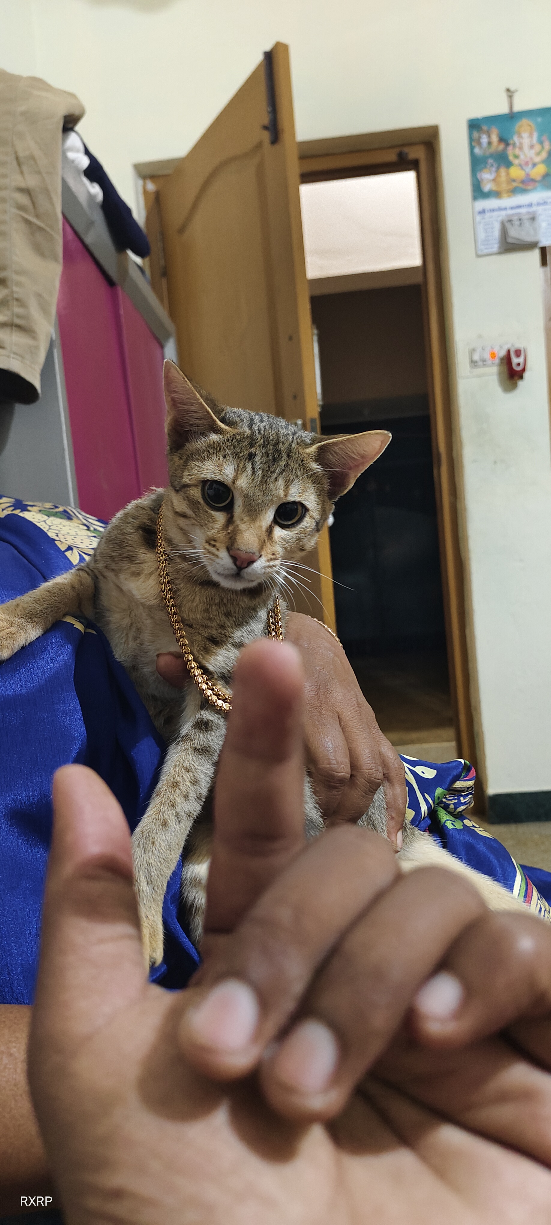 Asian Cats