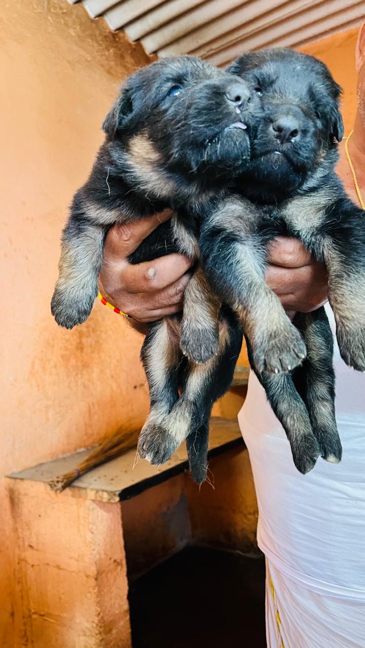 German Shepherd