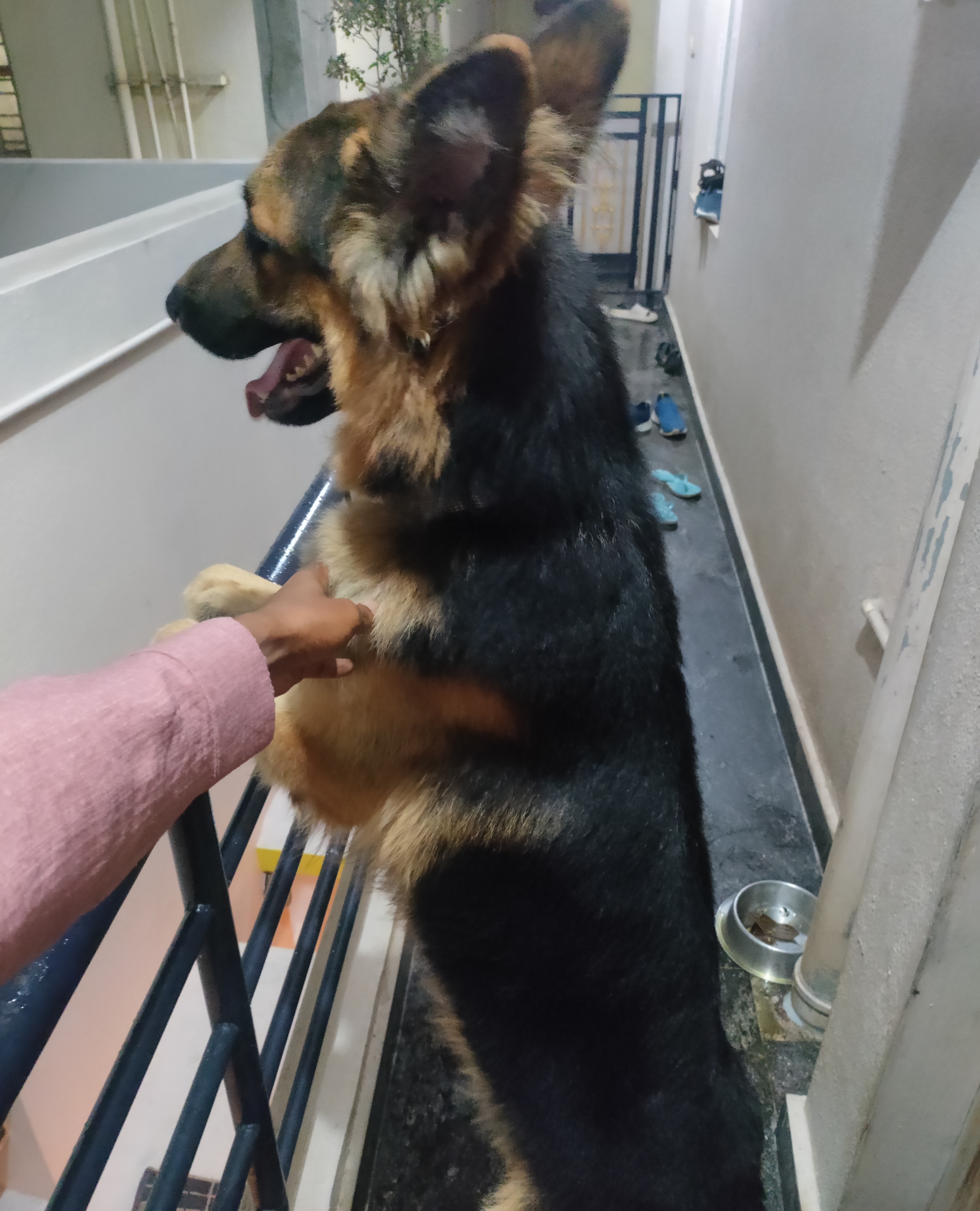 German Shepherd