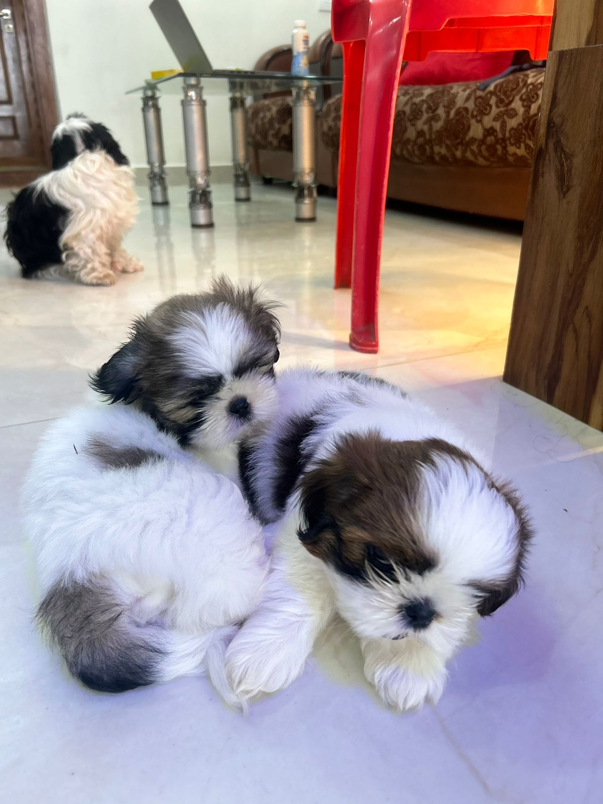 Shihtzu Dogs