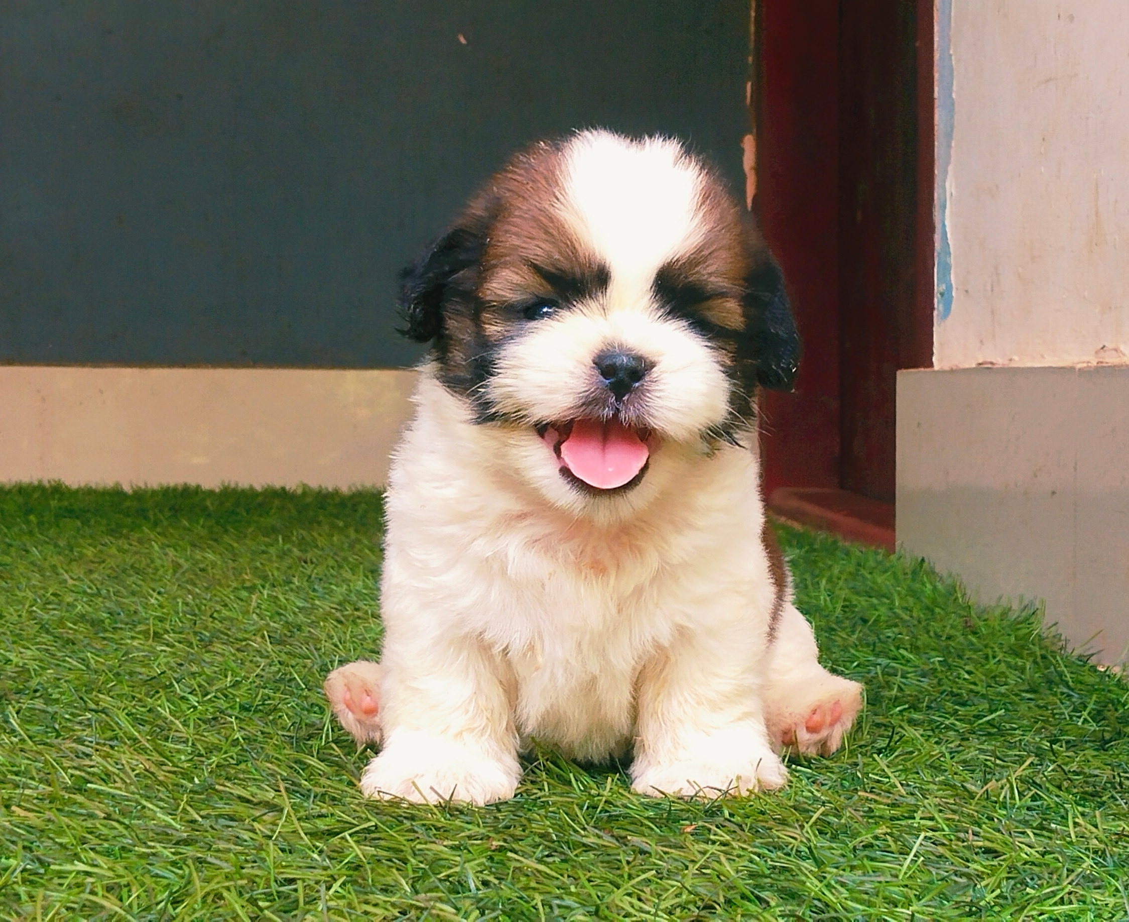 Shithzu puppies