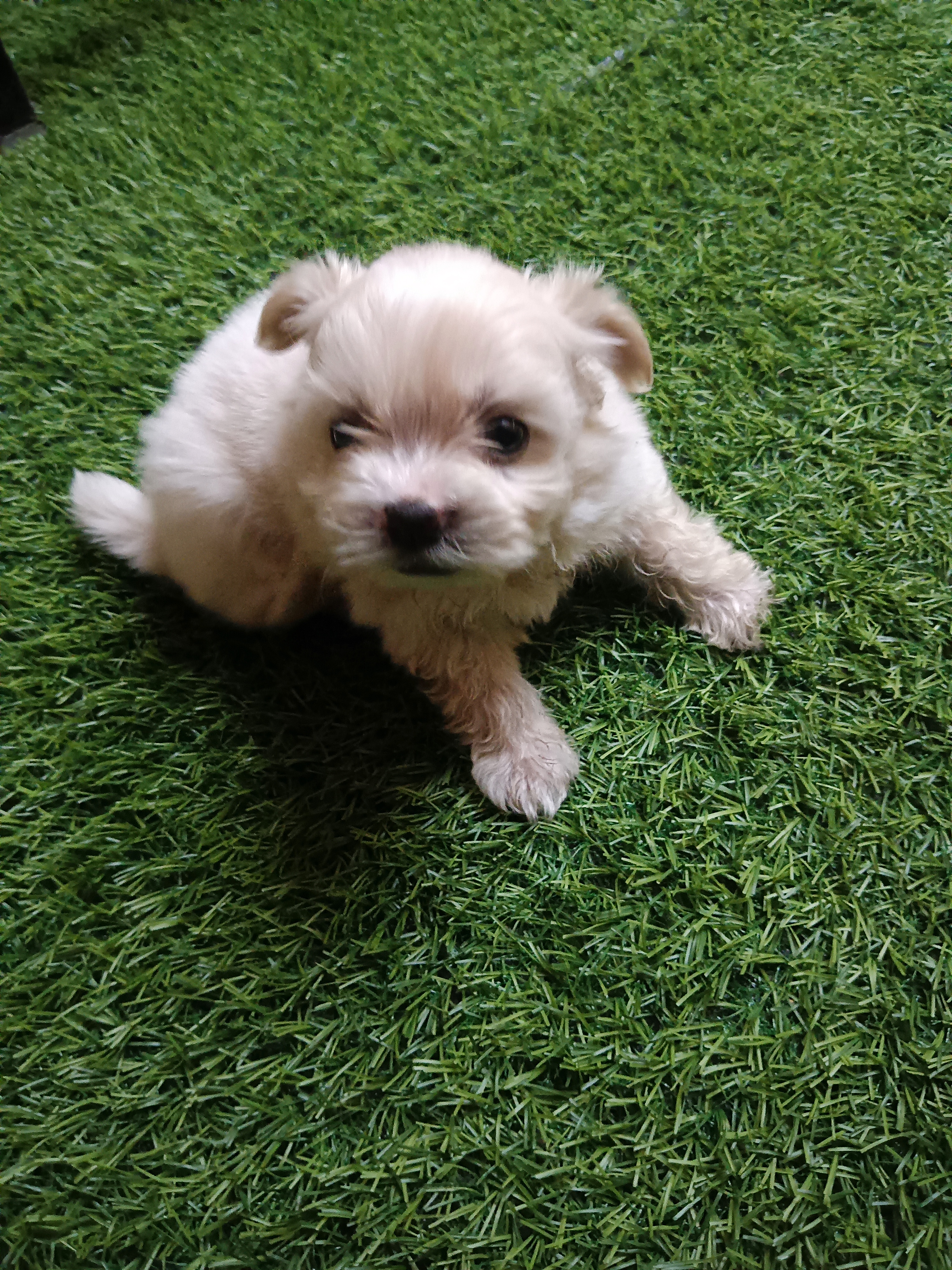Dog for sell