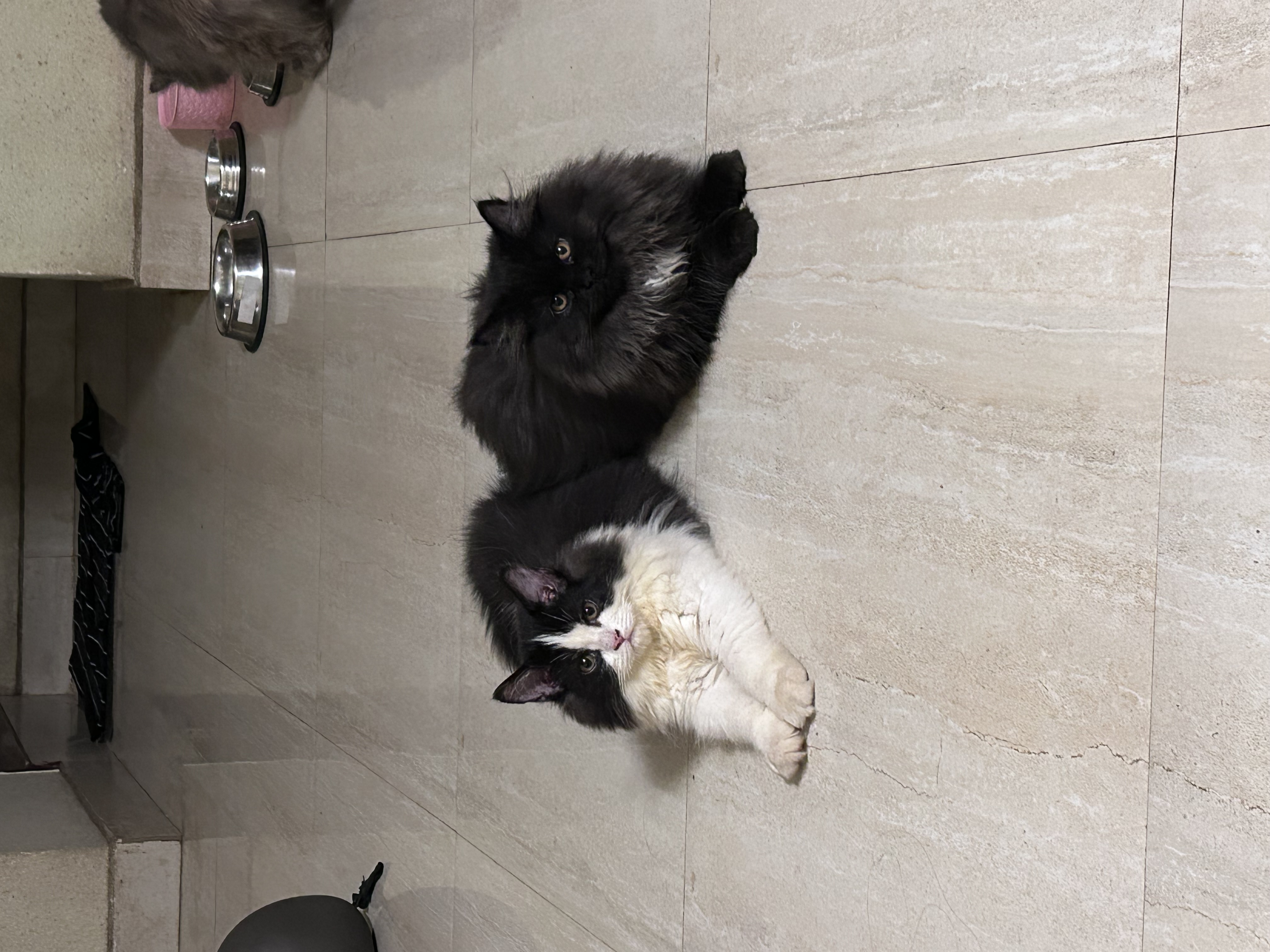 persian female cat
