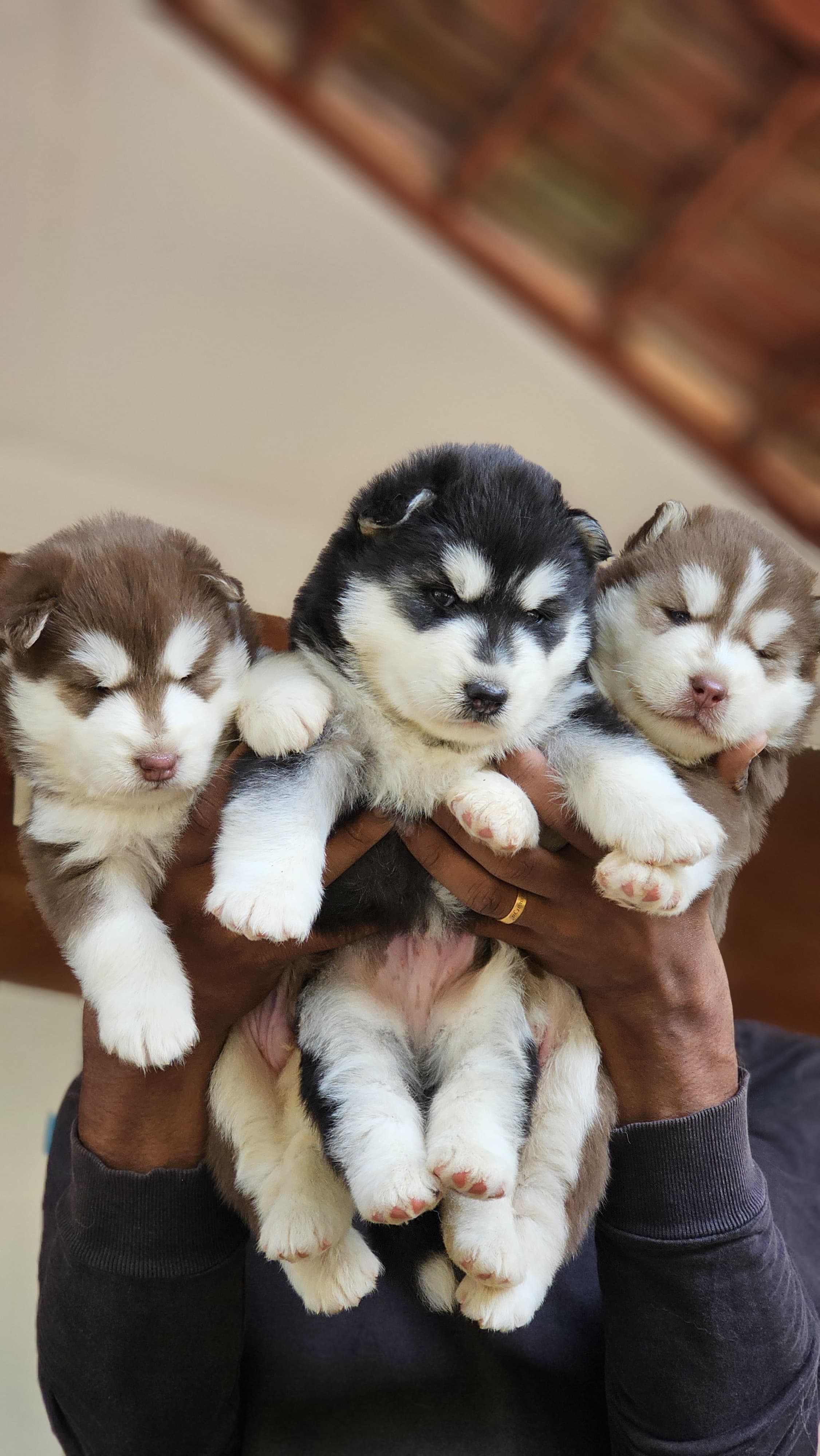 Puppies for sale