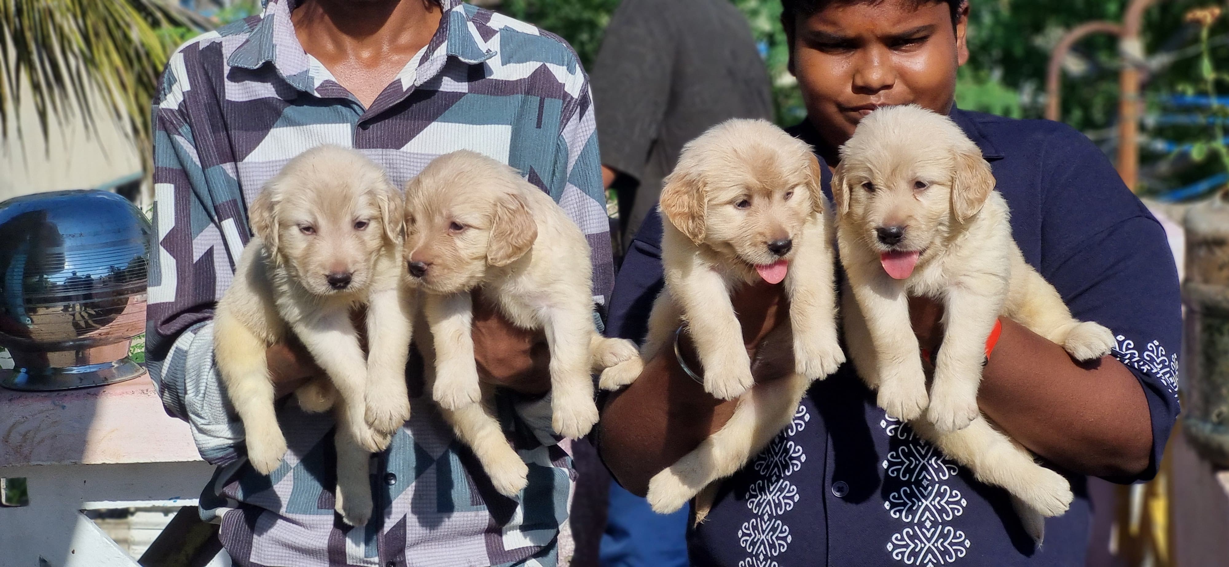 Golden retriever