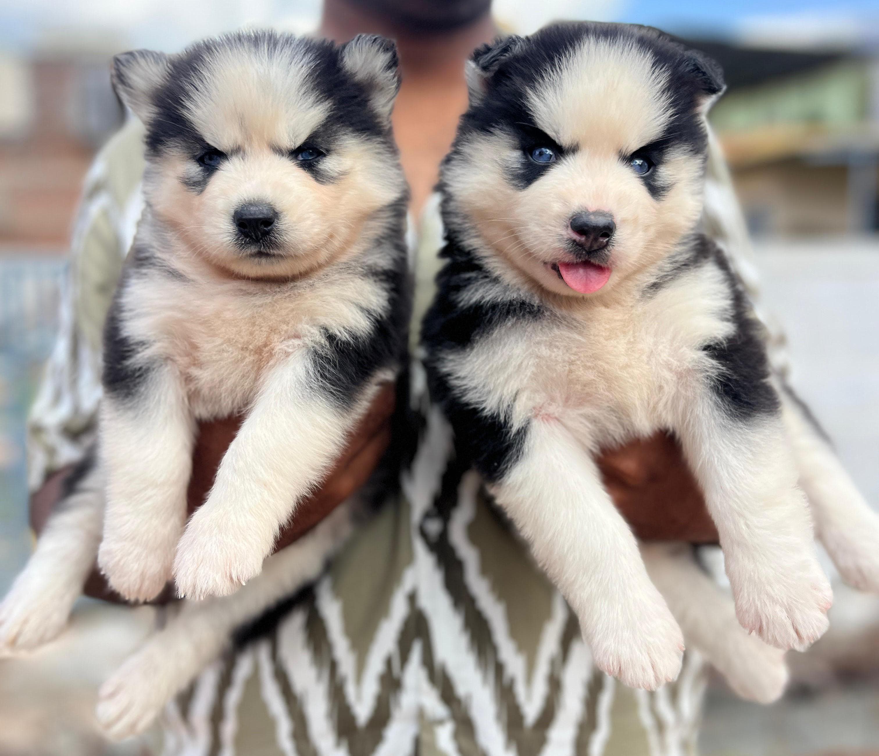 Husky