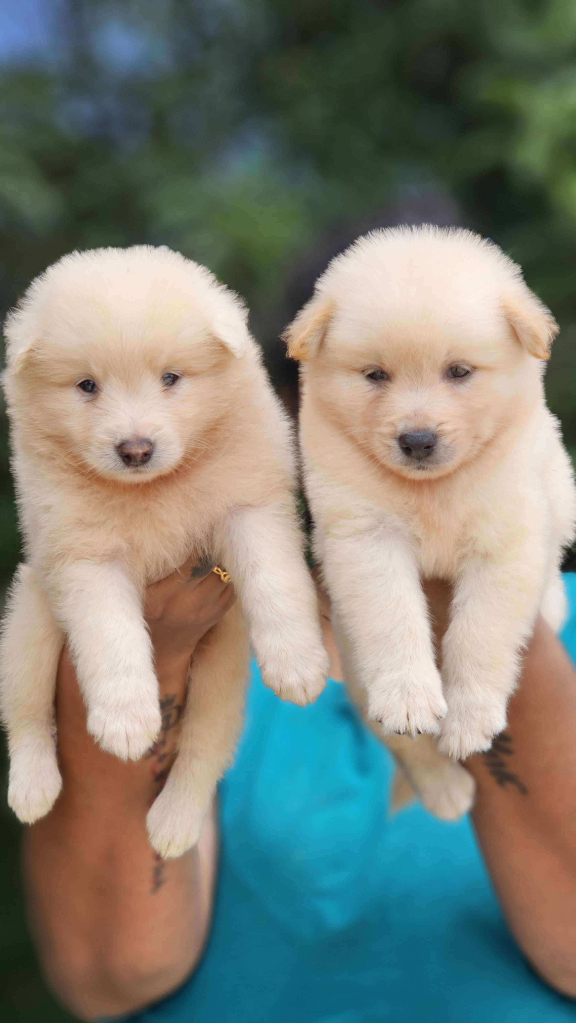 Pomeranian