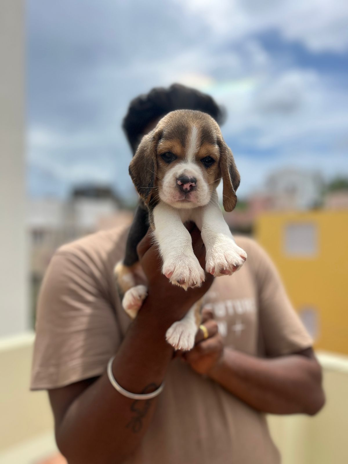 Beagle