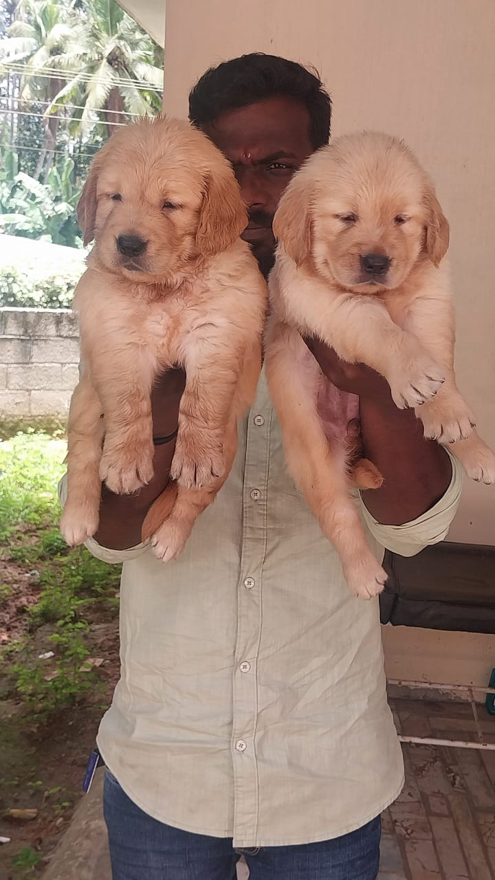 Golden retriever