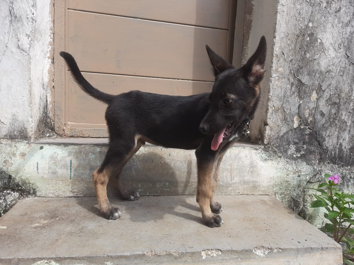 German shepherd