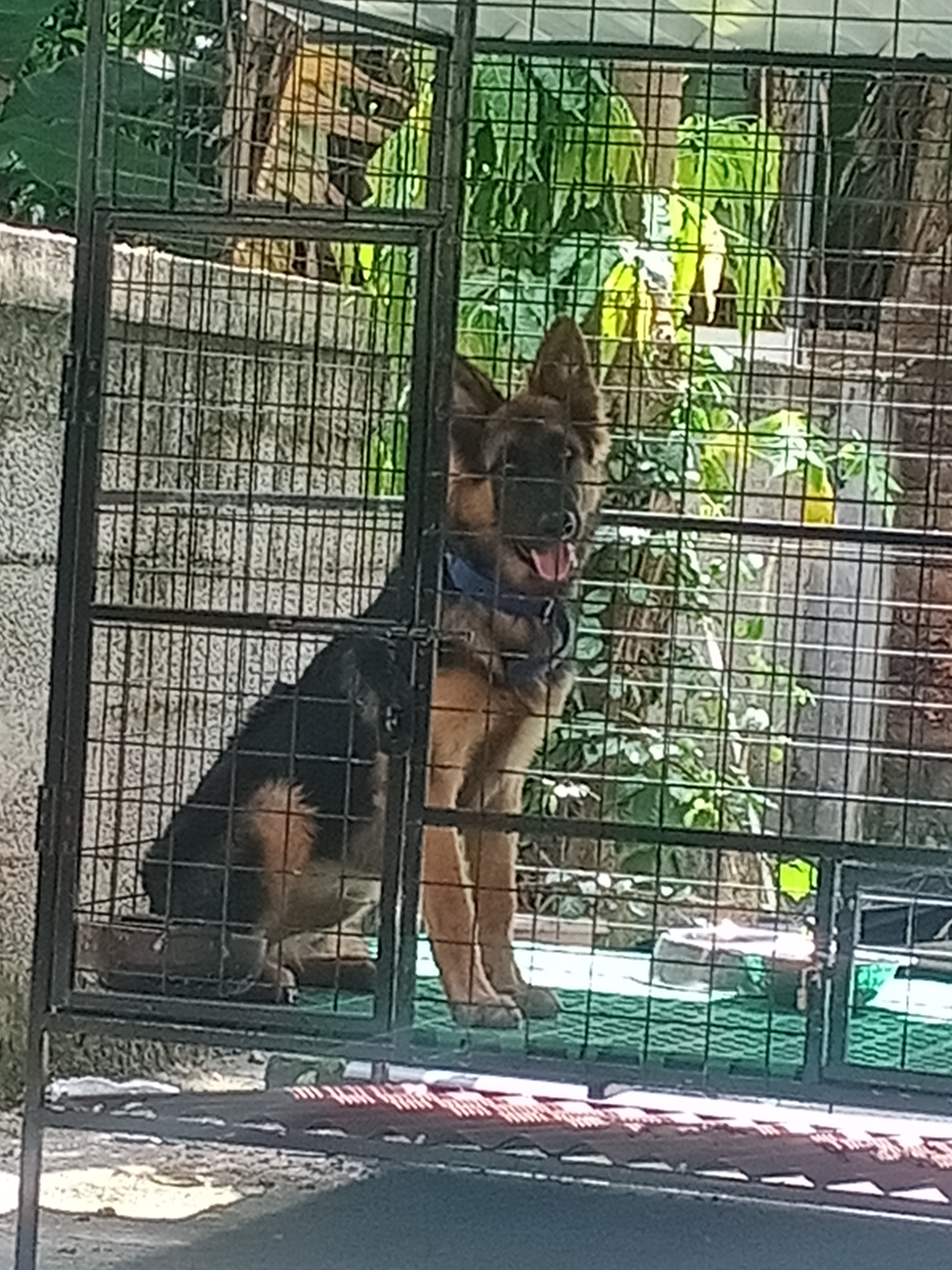 German shepherd