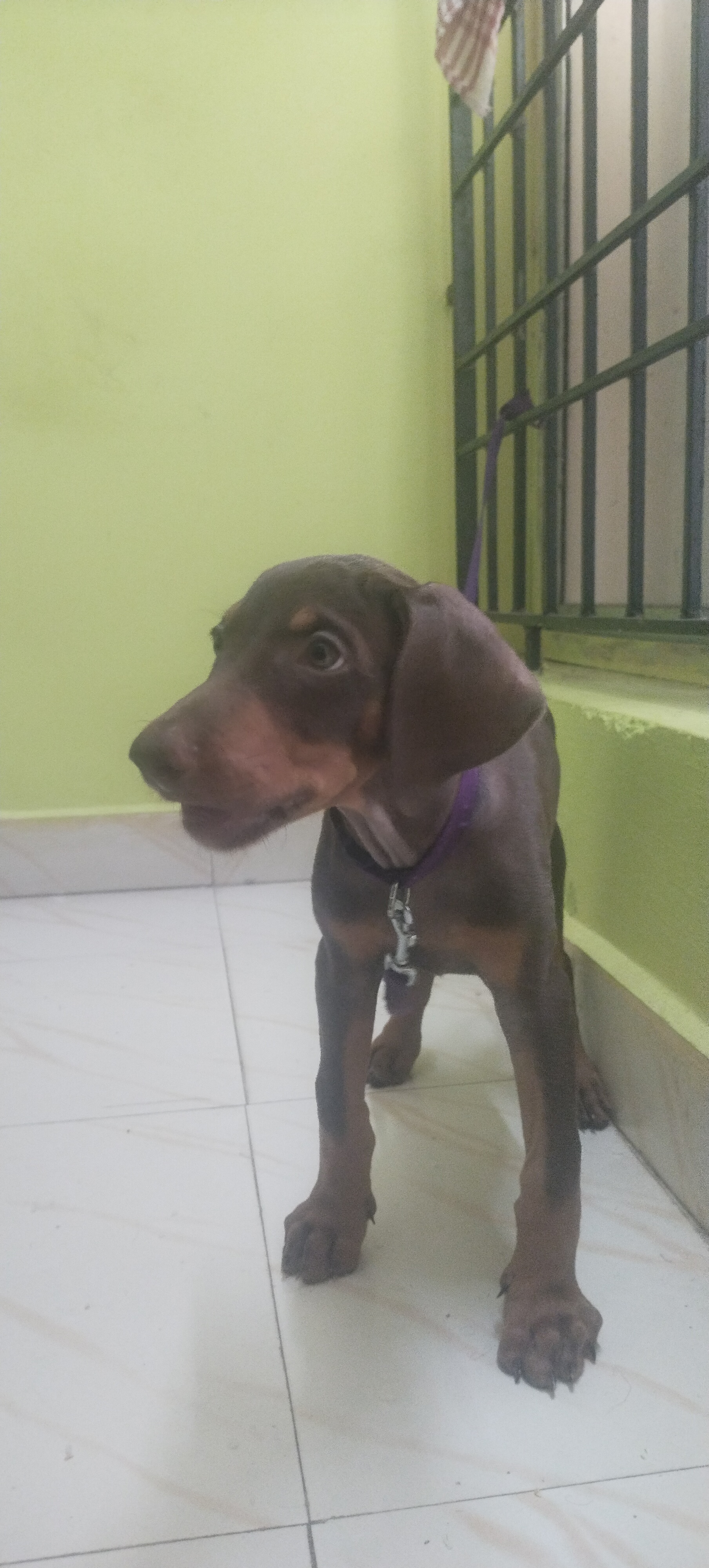 Puppy for sale